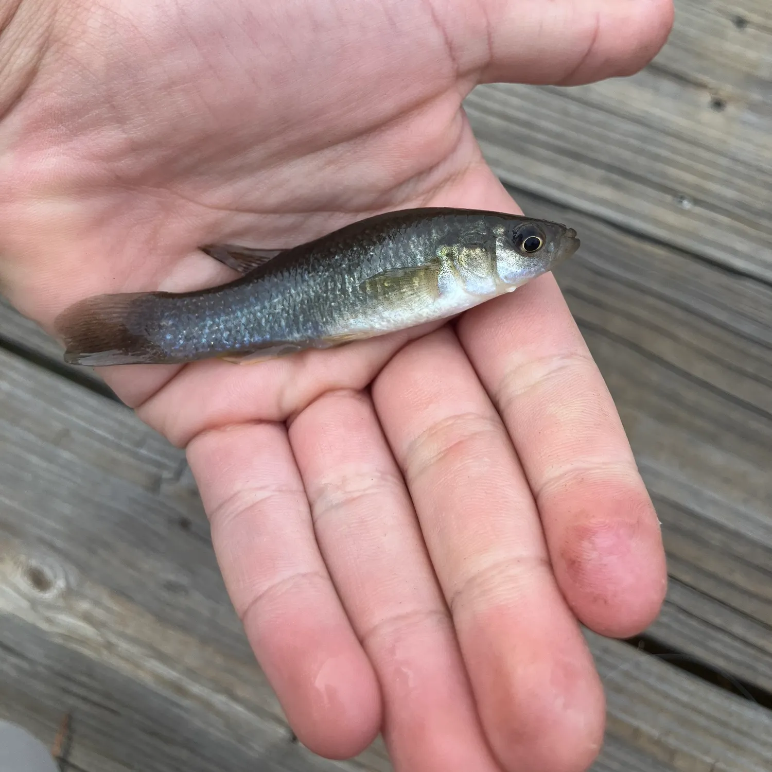 The most recent Gulf killifish catches on Fishbrain