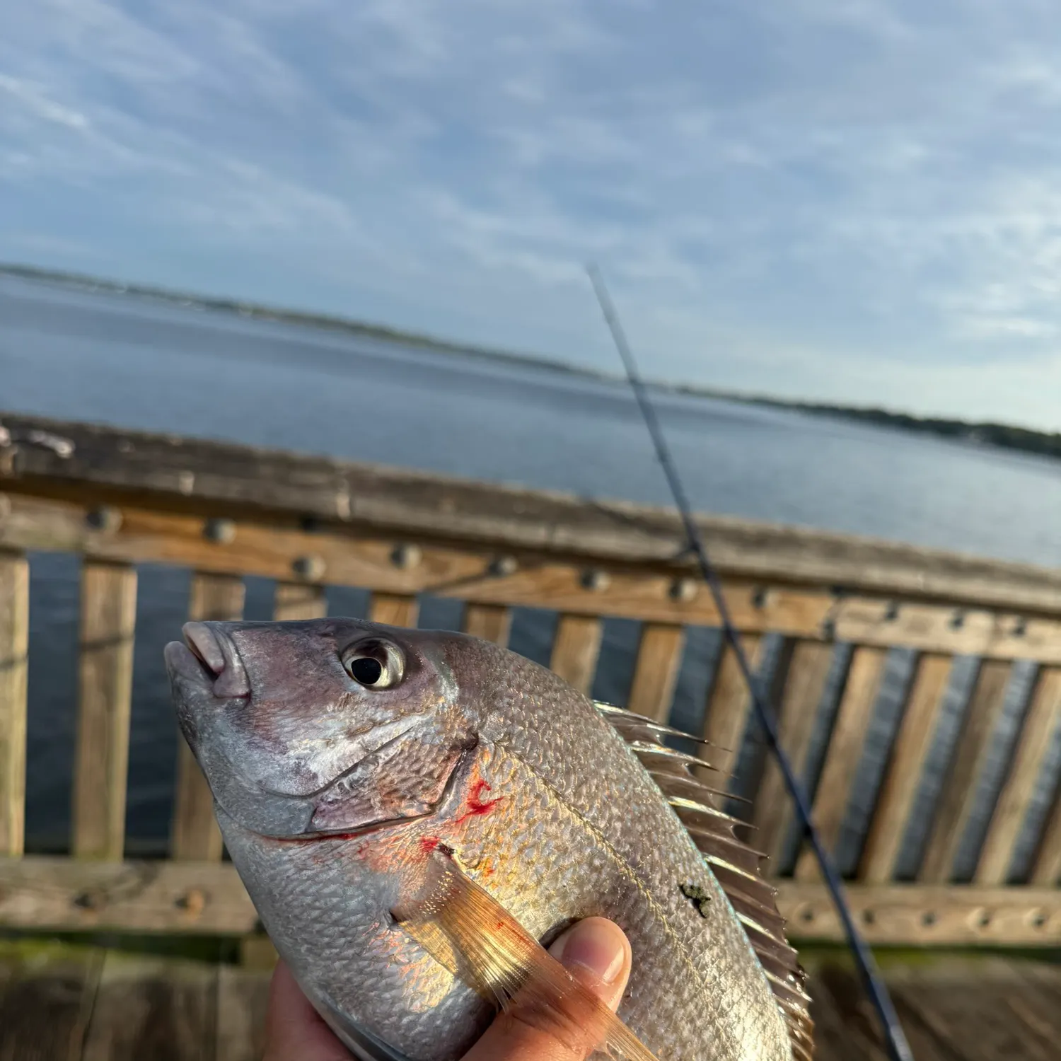 Scup caught on Fishbrain