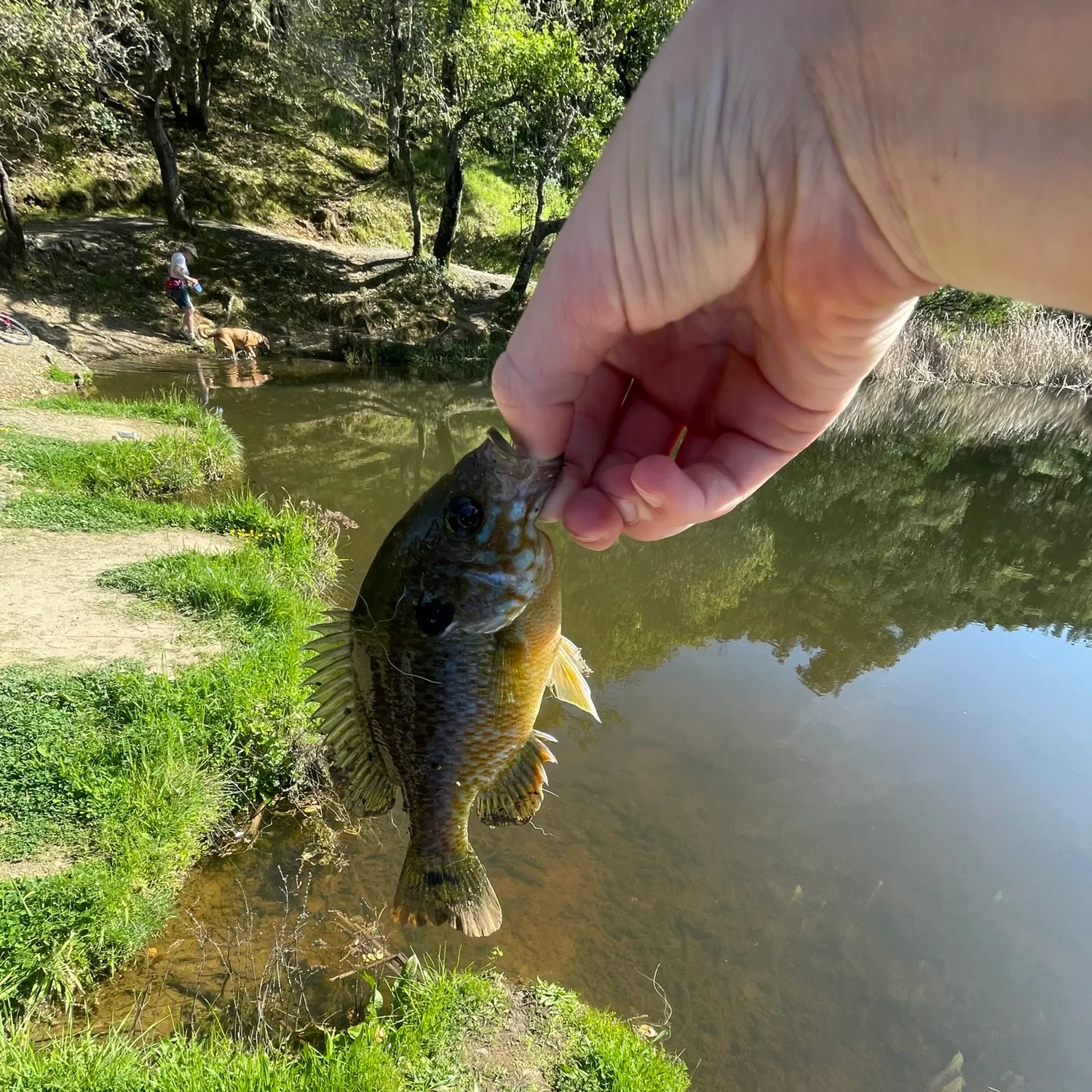 Greengill hybrid caught on Fishbrain