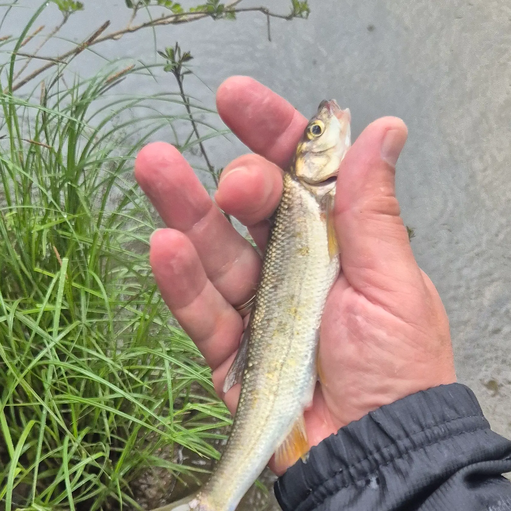 The most recent Iberian nase catches on Fishbrain