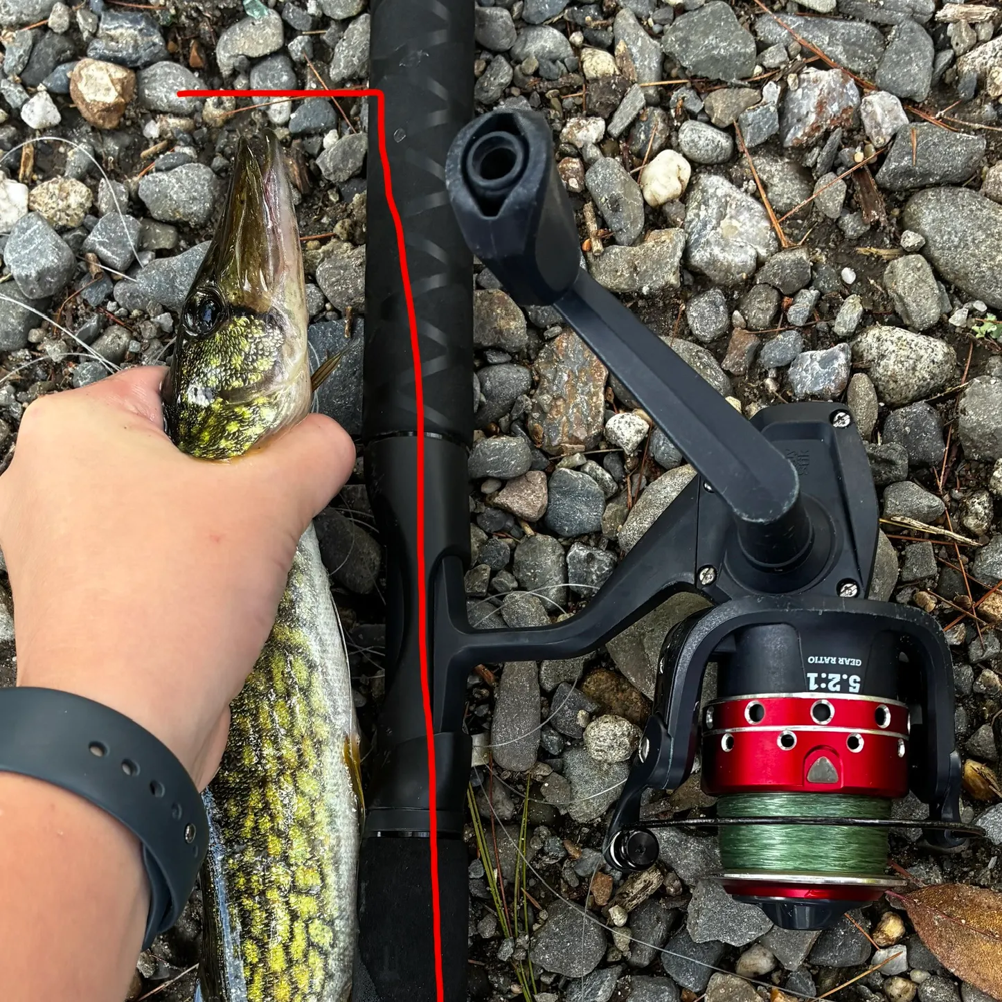 Chain pickerel caught on Fishbrain