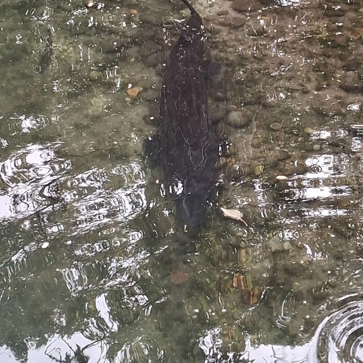 White sturgeon caught on Fishbrain