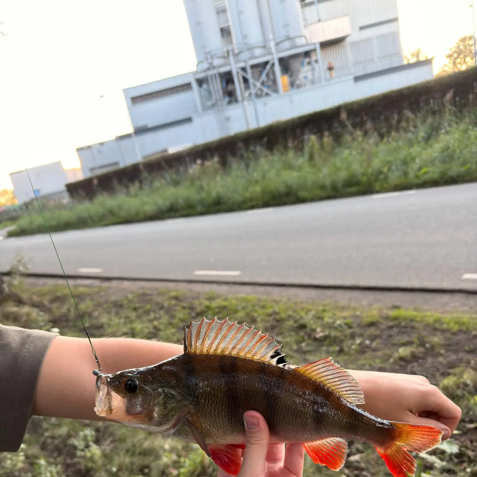 European perch caught on Fishbrain