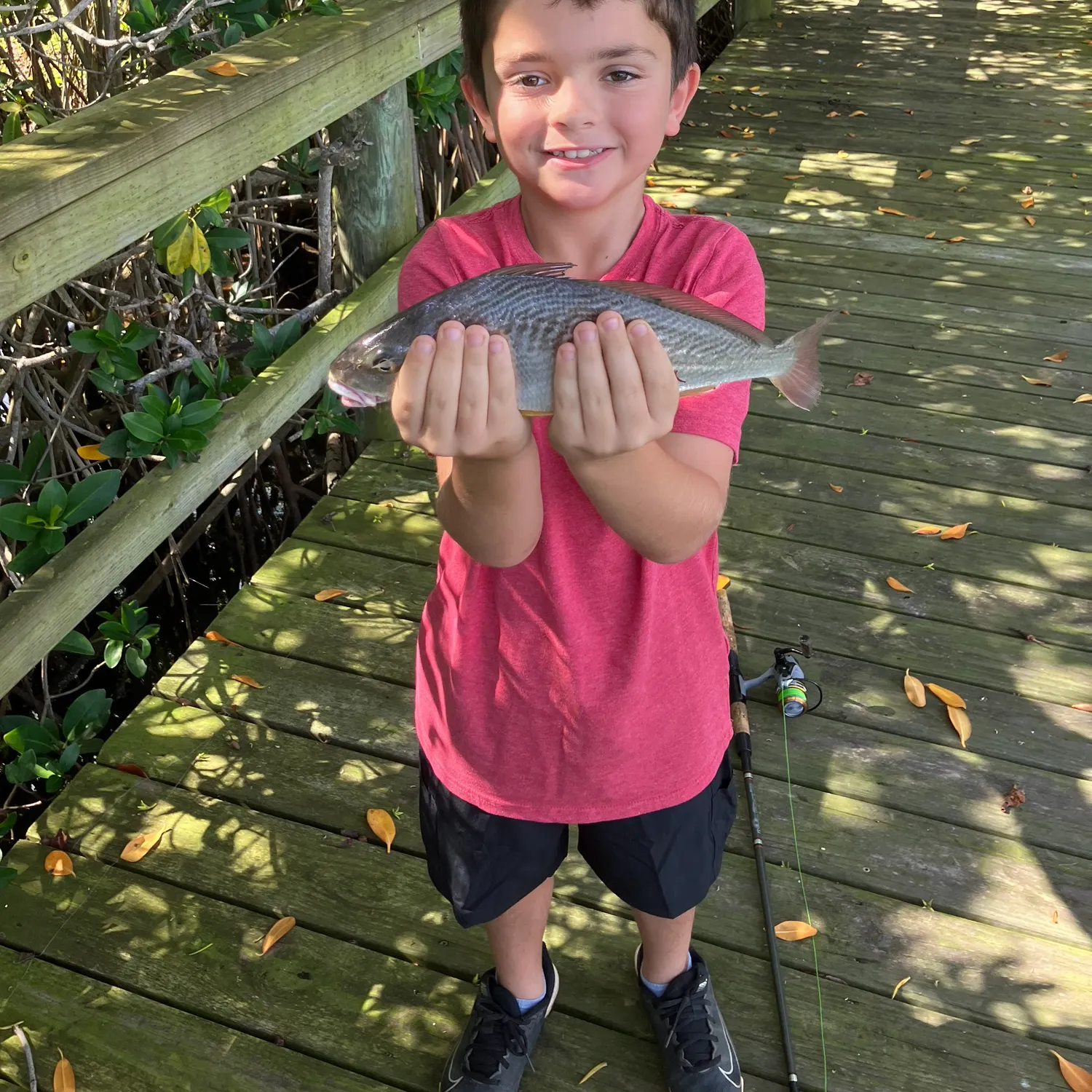 The most recent Roncadora catches on Fishbrain