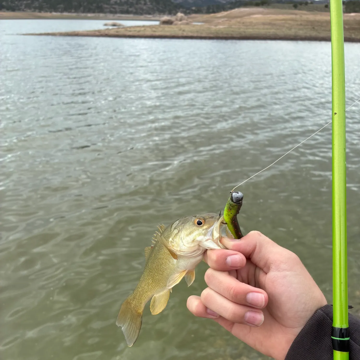 Smallmouth bass caught on Fishbrain