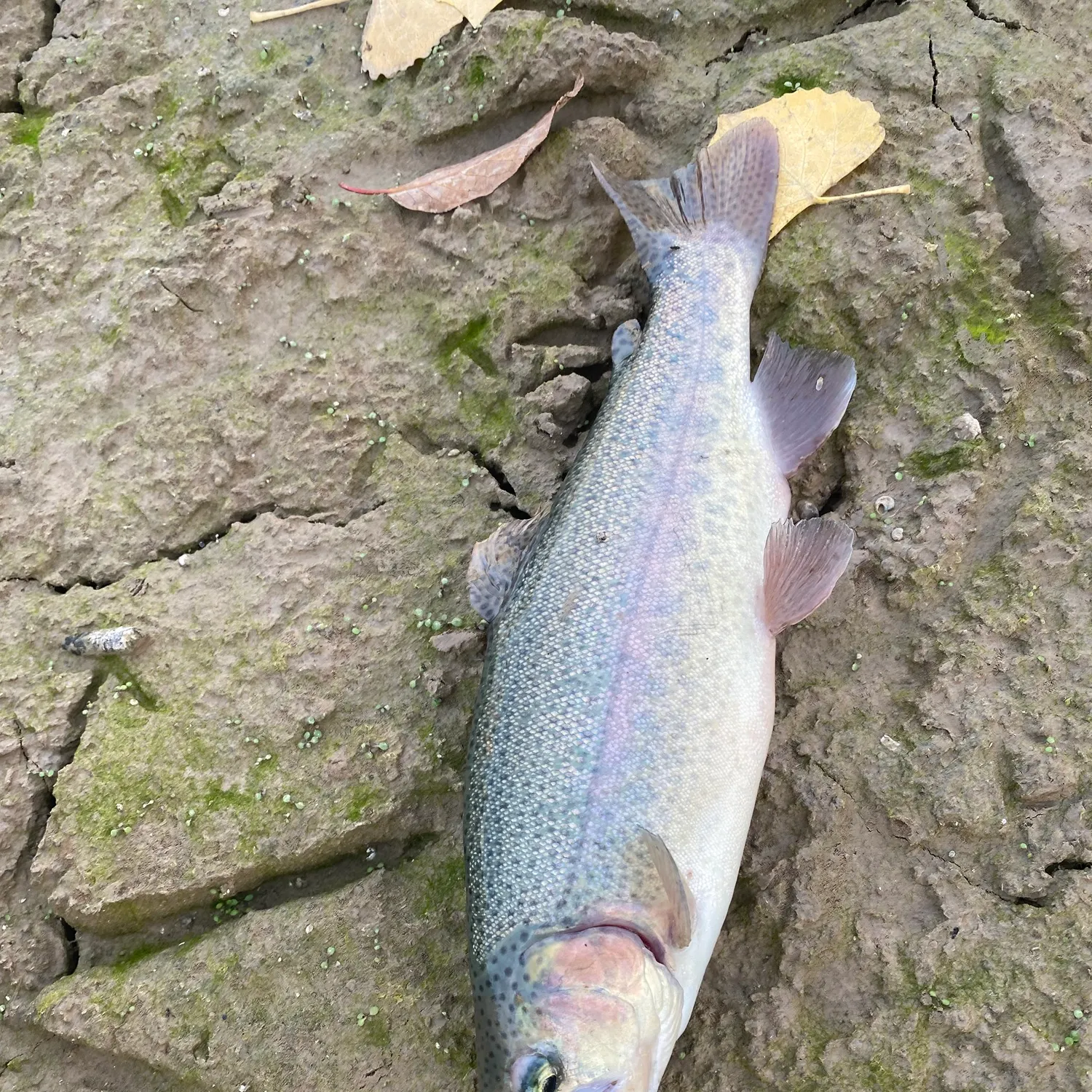 Rainbow trout caught on Fishbrain