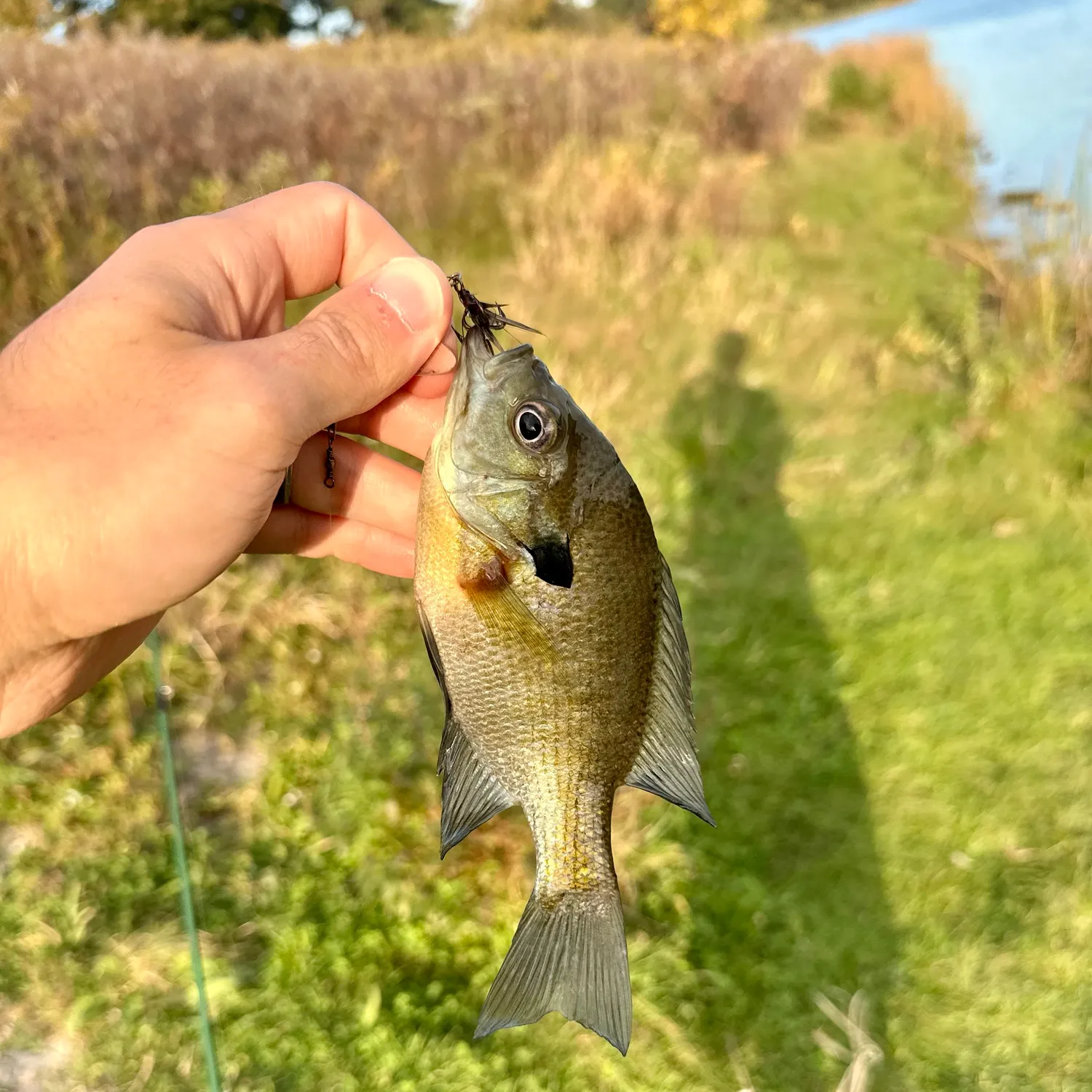 Bluegill caught on Fishbrain