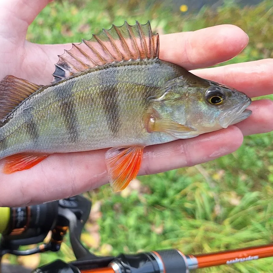 European perch caught on Fishbrain