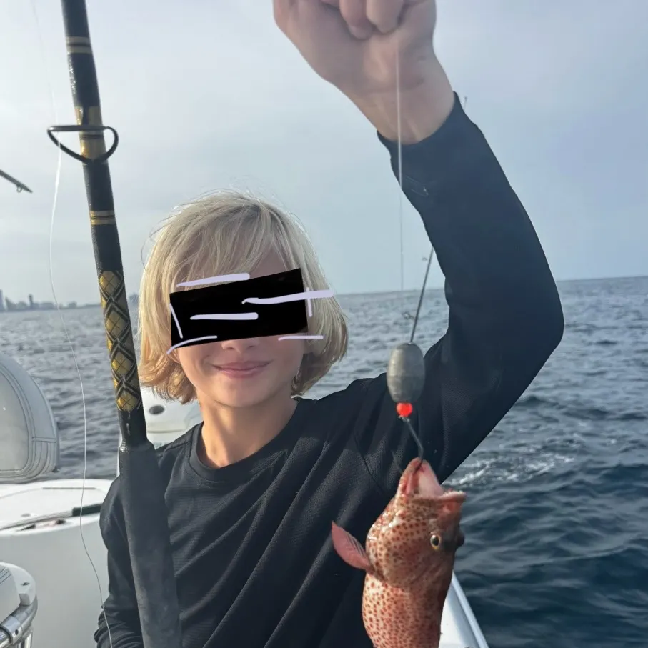 The most recent Coral hind catches on Fishbrain