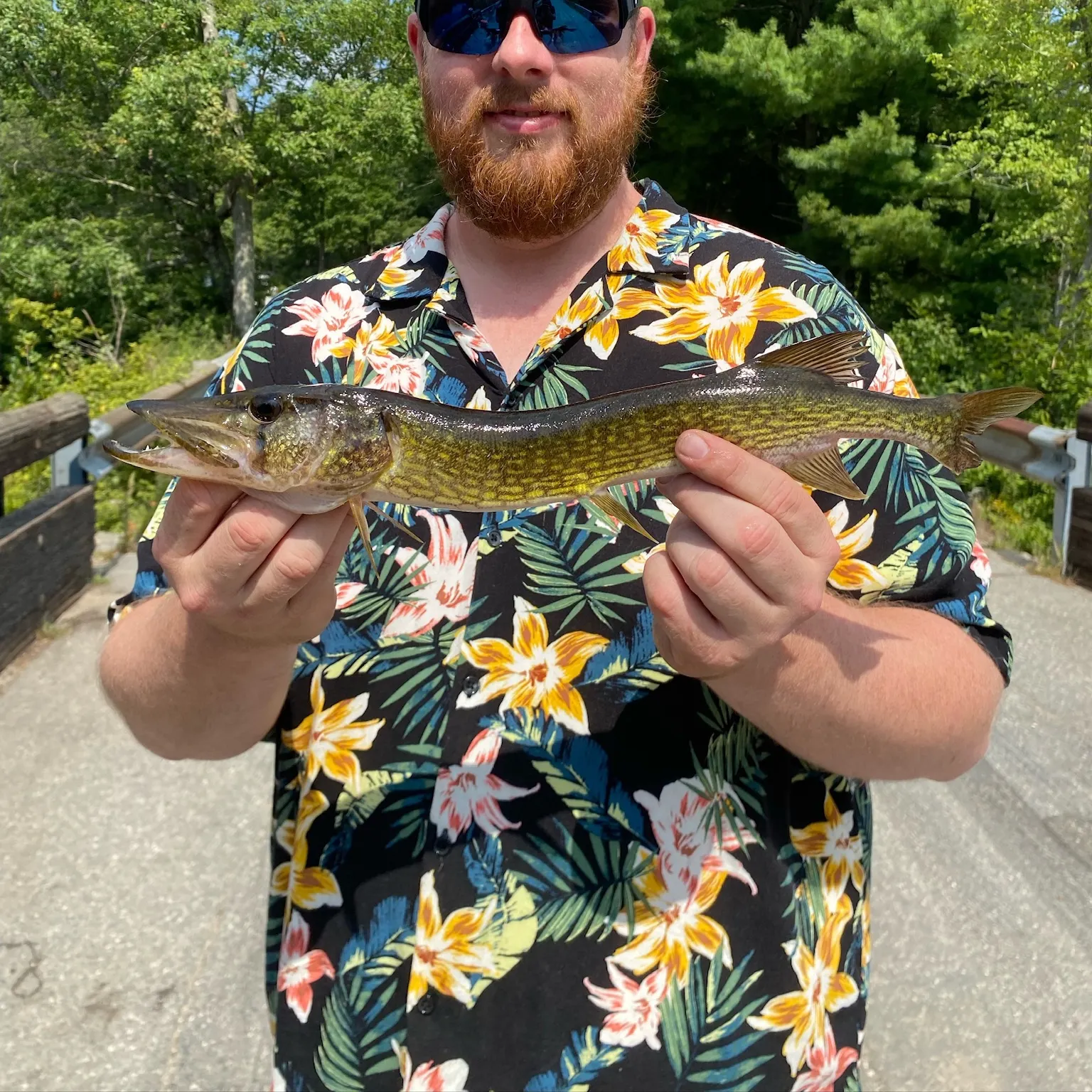 The most recent Chain pickerel catches on Fishbrain
