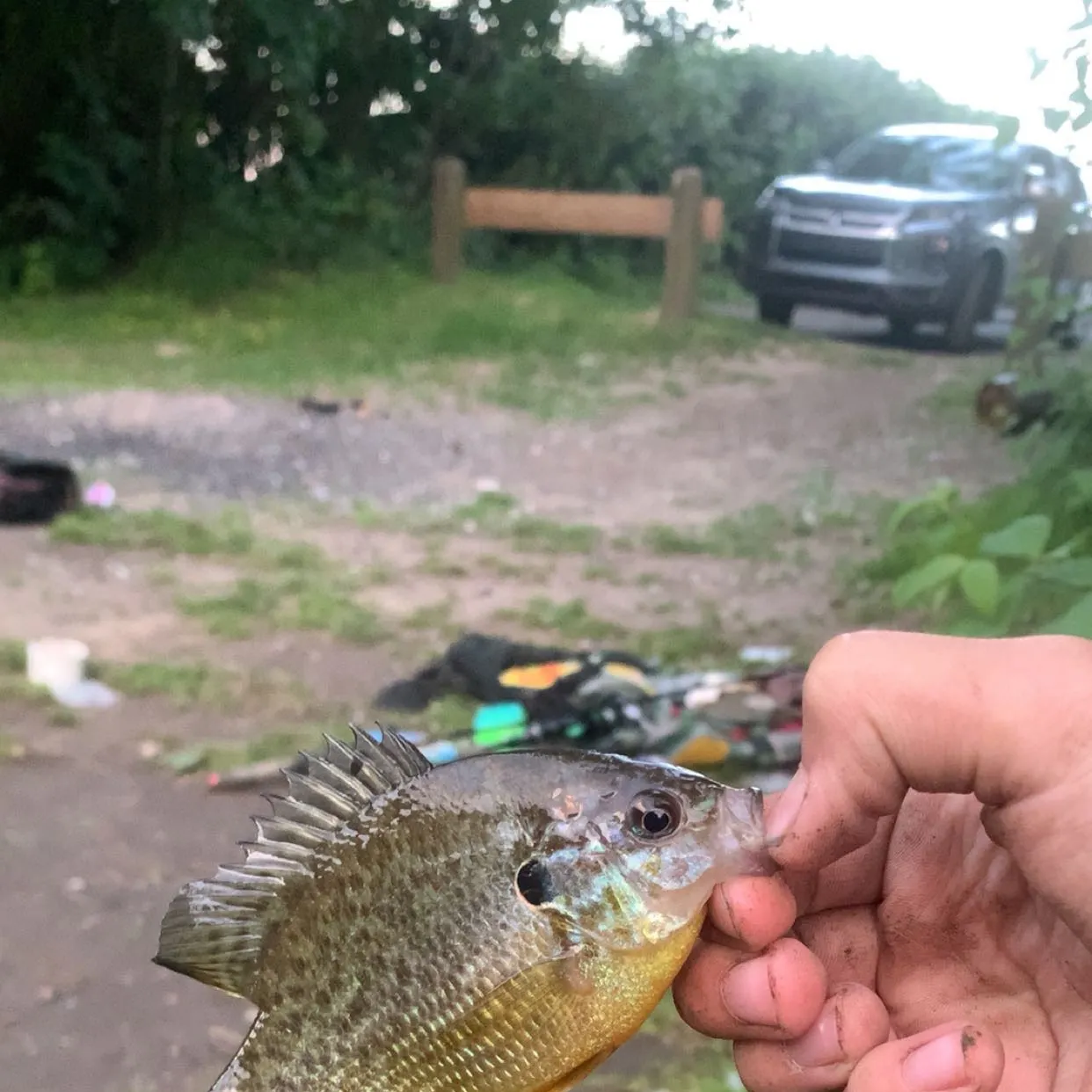 The most recent Pumpkinseed x green sunfish catches on Fishbrain