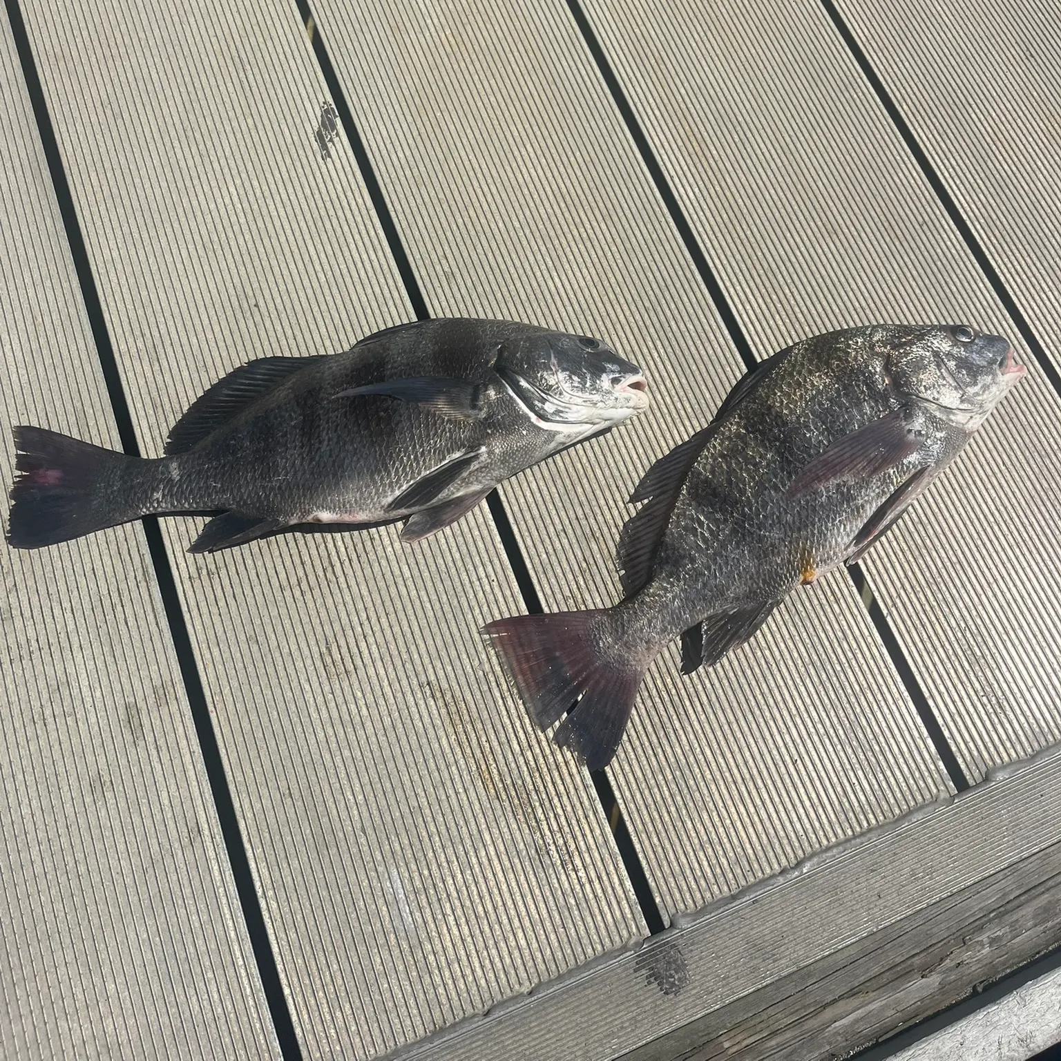 The most recent Black drum catches on Fishbrain