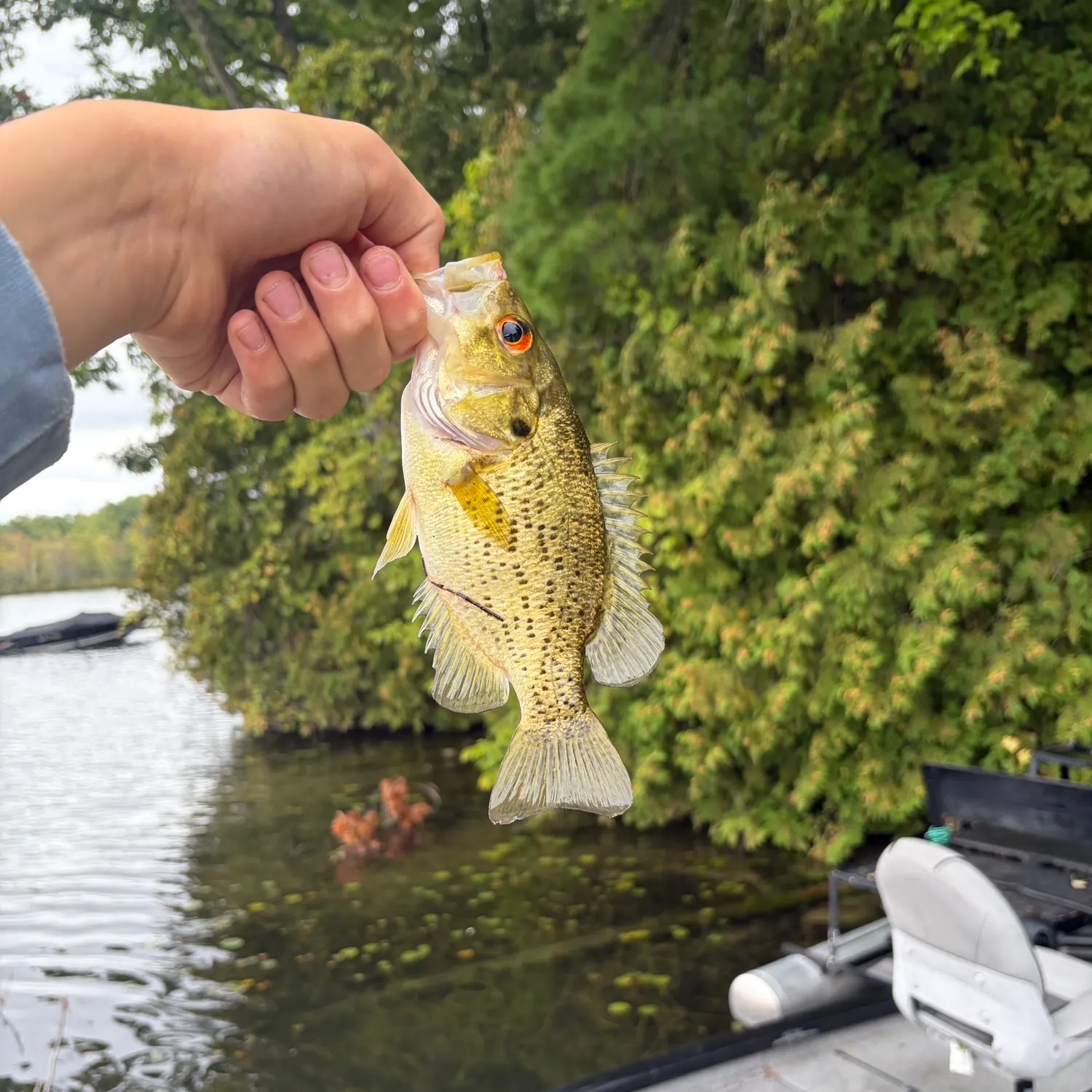 Rock bass caught on Fishbrain