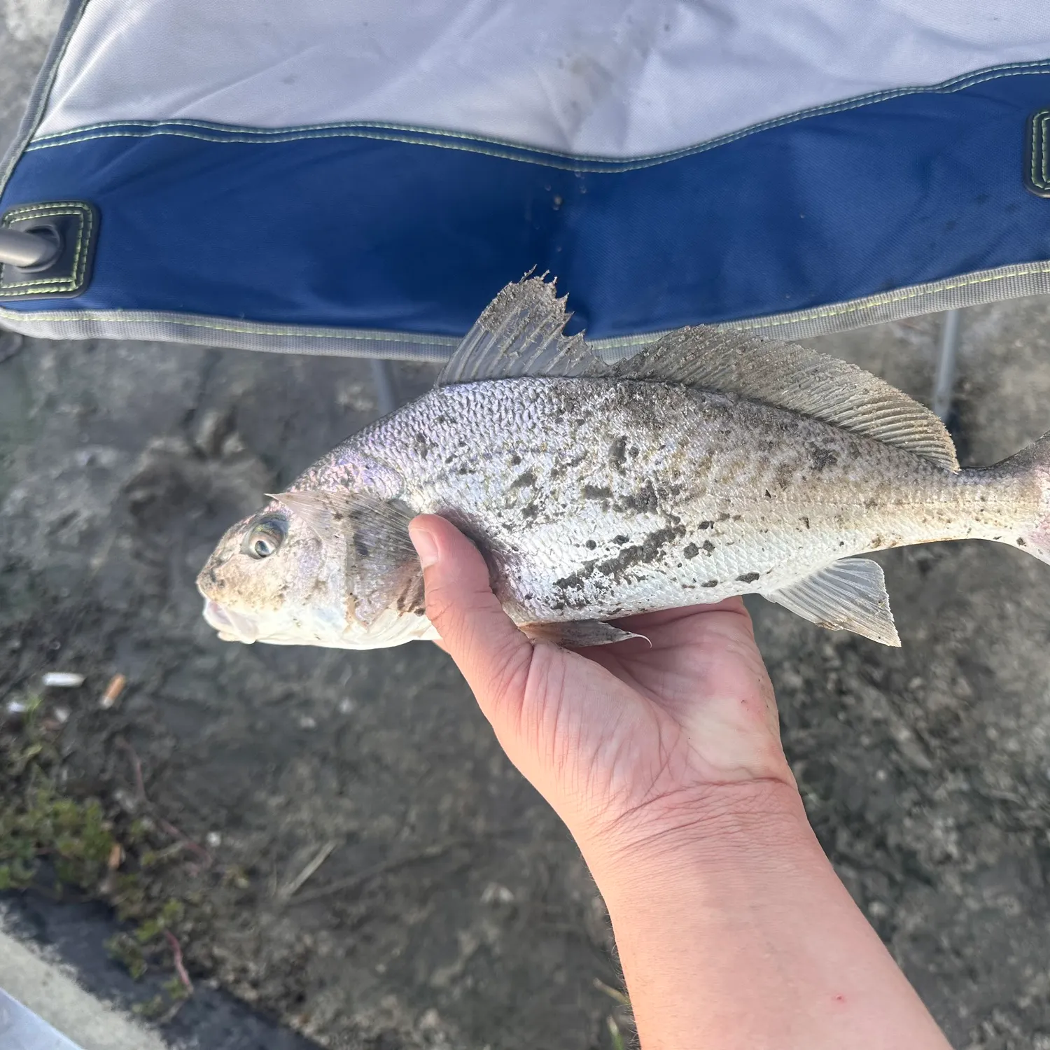 Atlantic croaker caught on Fishbrain
