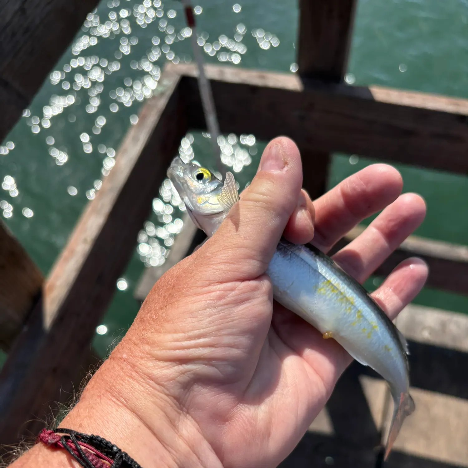 The most recent Topsmelt silverside catches on Fishbrain