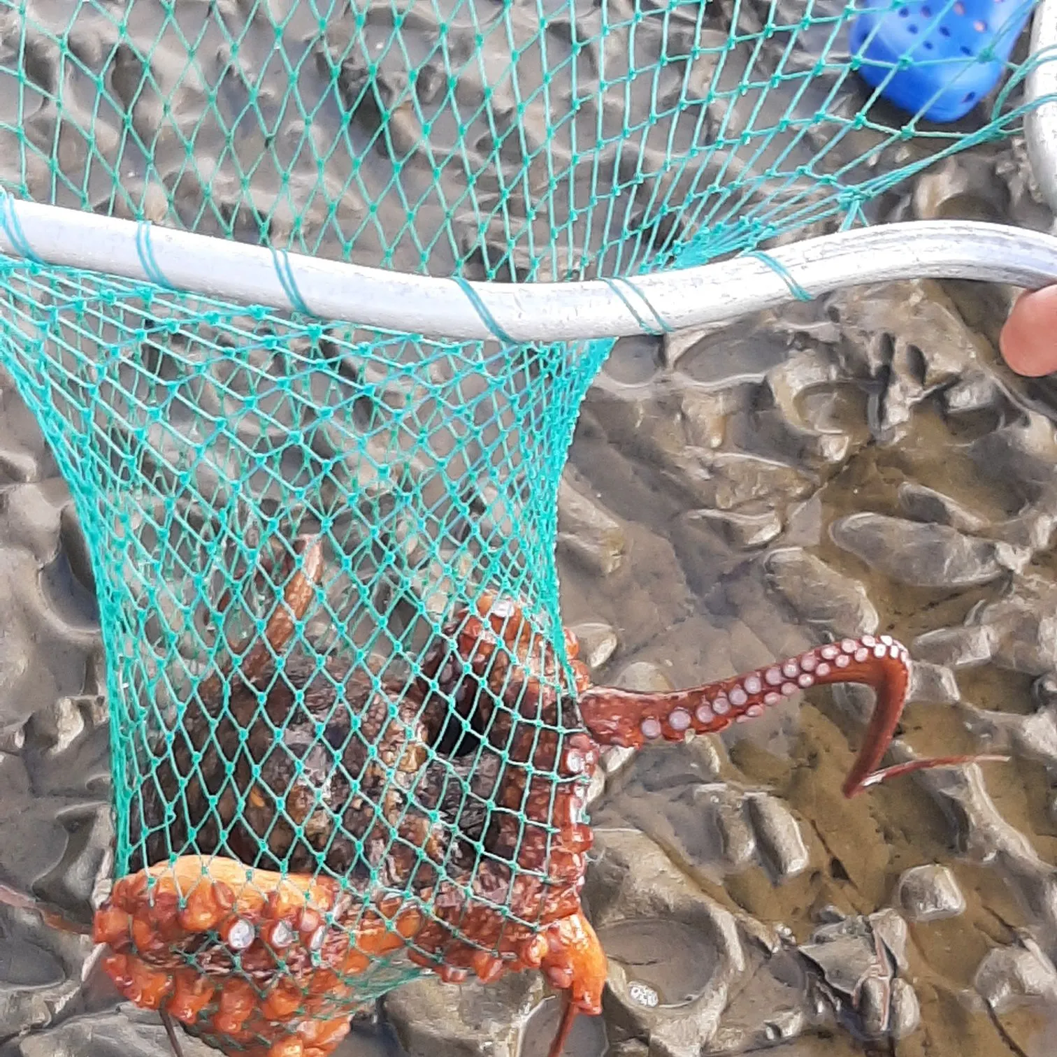 Rainbow trout caught on Fishbrain