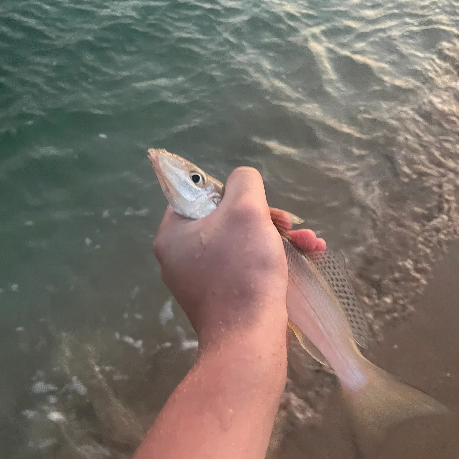 The most recent King George whiting catches on Fishbrain