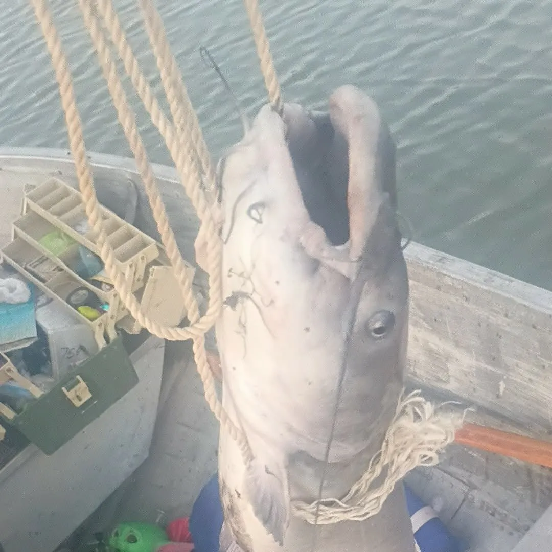 Channel catfish caught on Fishbrain