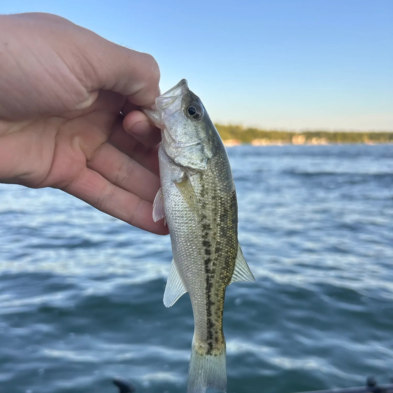 Spotted bass caught on Fishbrain