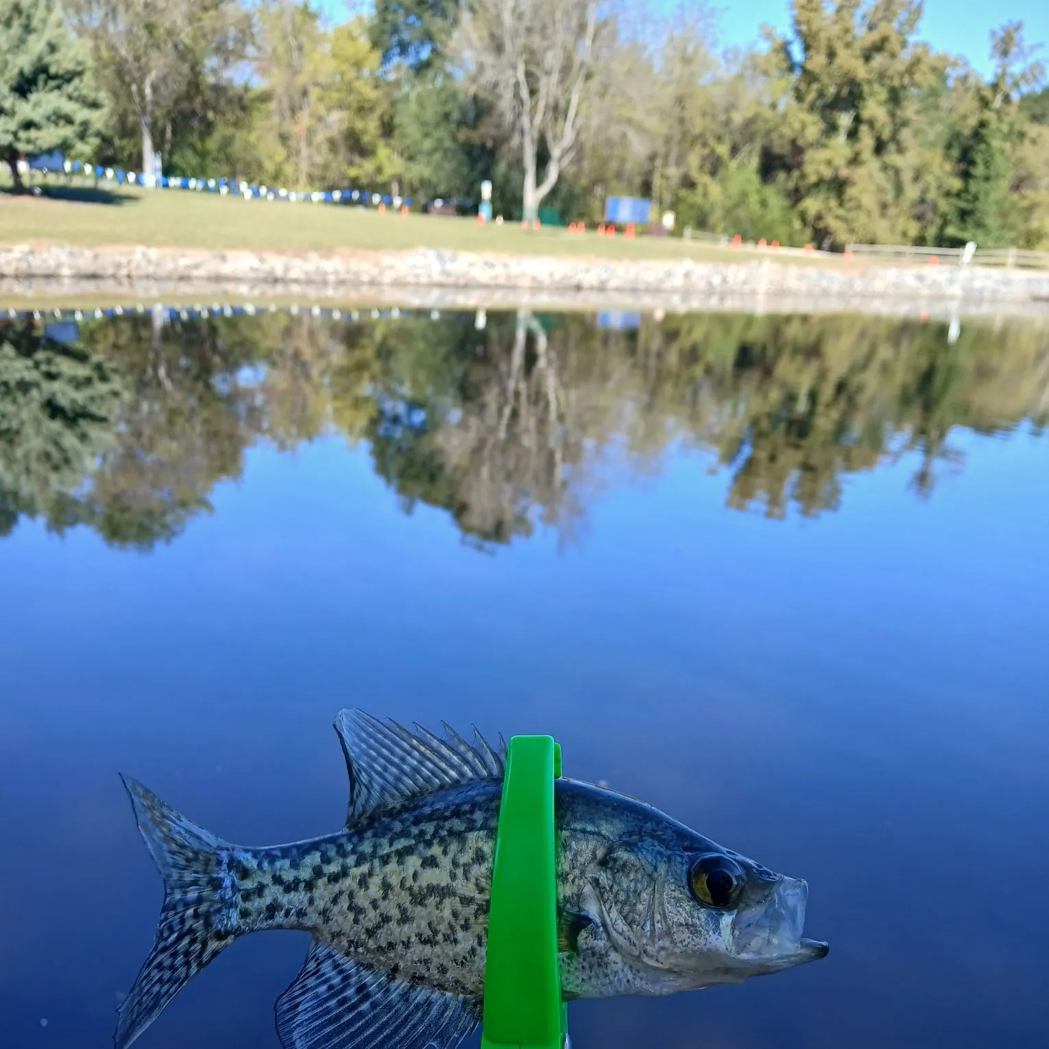 Black crappie caught on Fishbrain