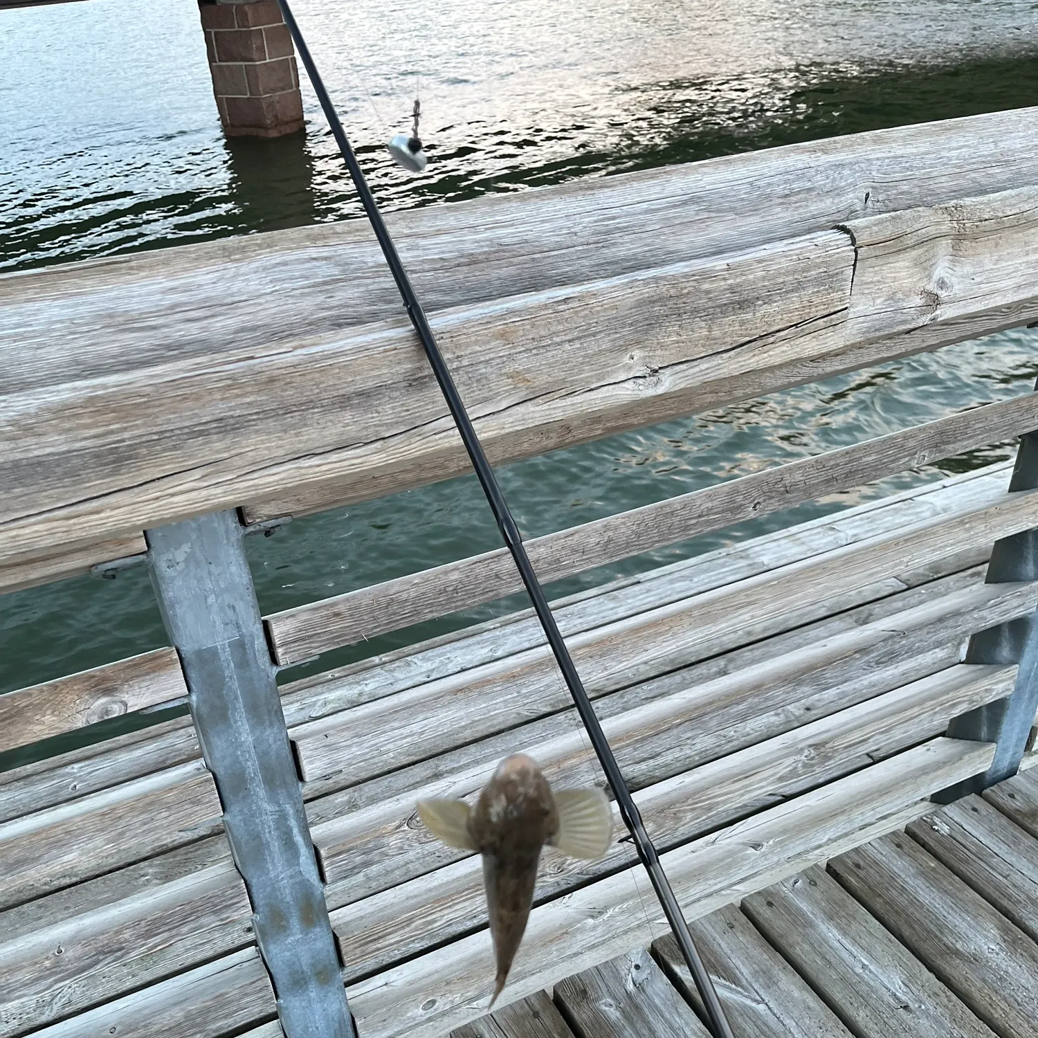 Round goby caught on Fishbrain