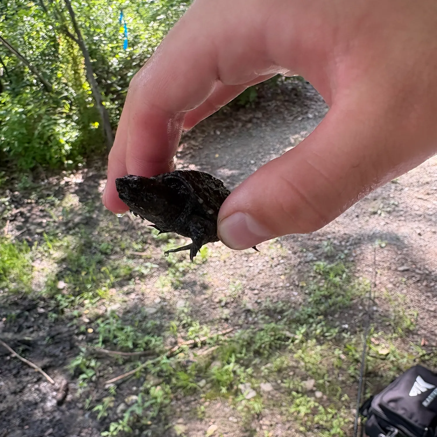 The most recent Alligator snapping turtle catches on Fishbrain