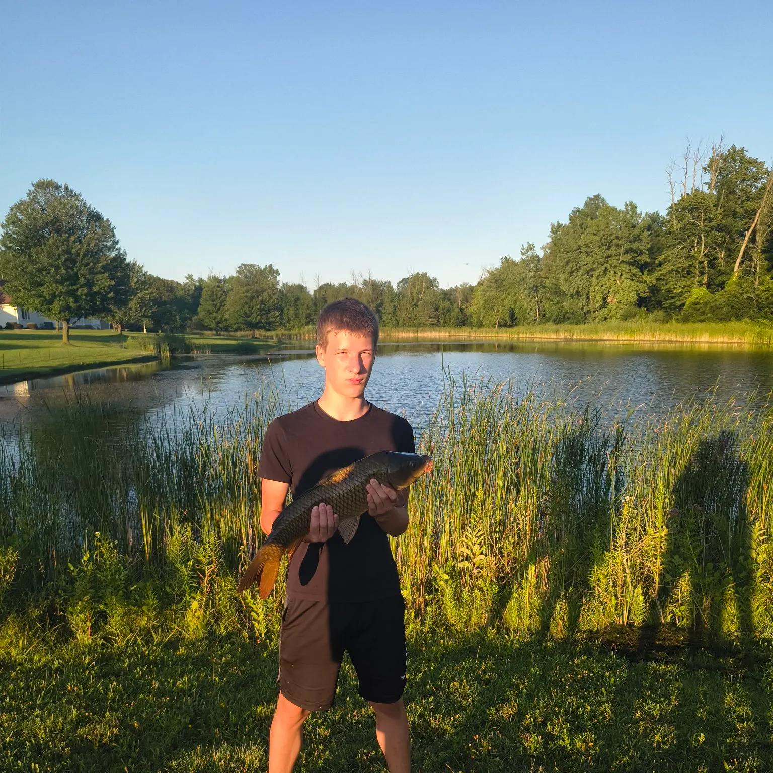Common carp caught on Fishbrain