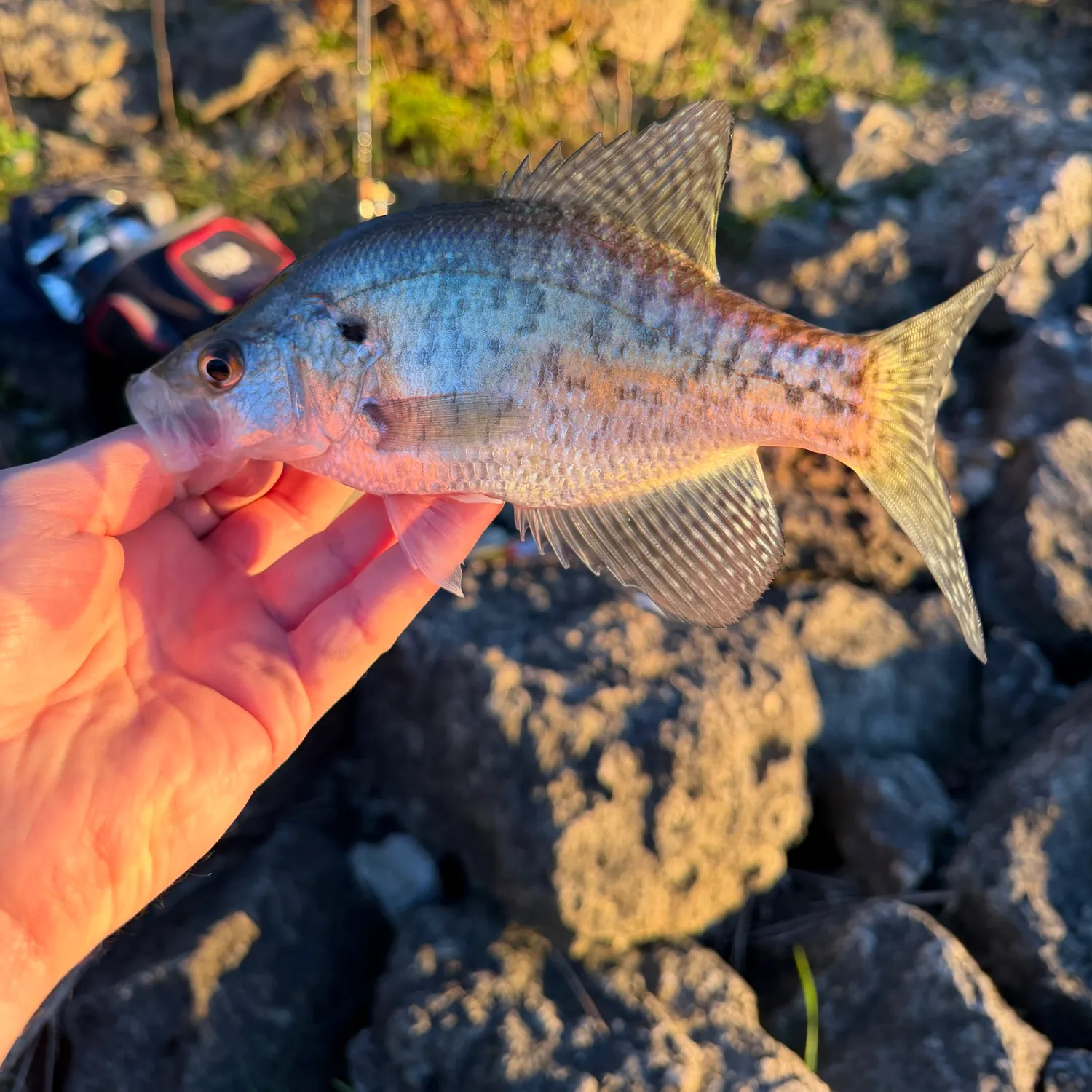 White crappie caught on Fishbrain