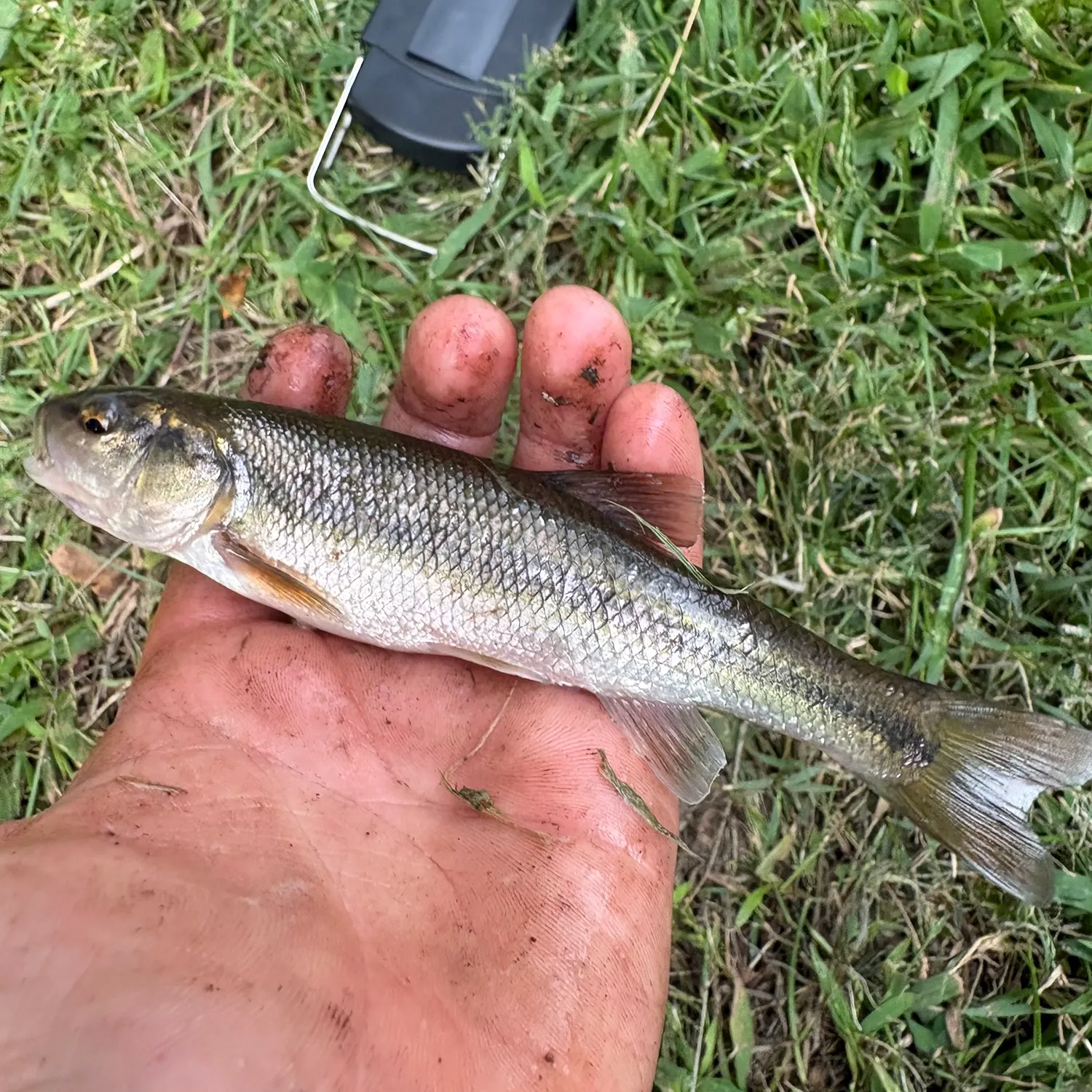 Creek chub caught on Fishbrain