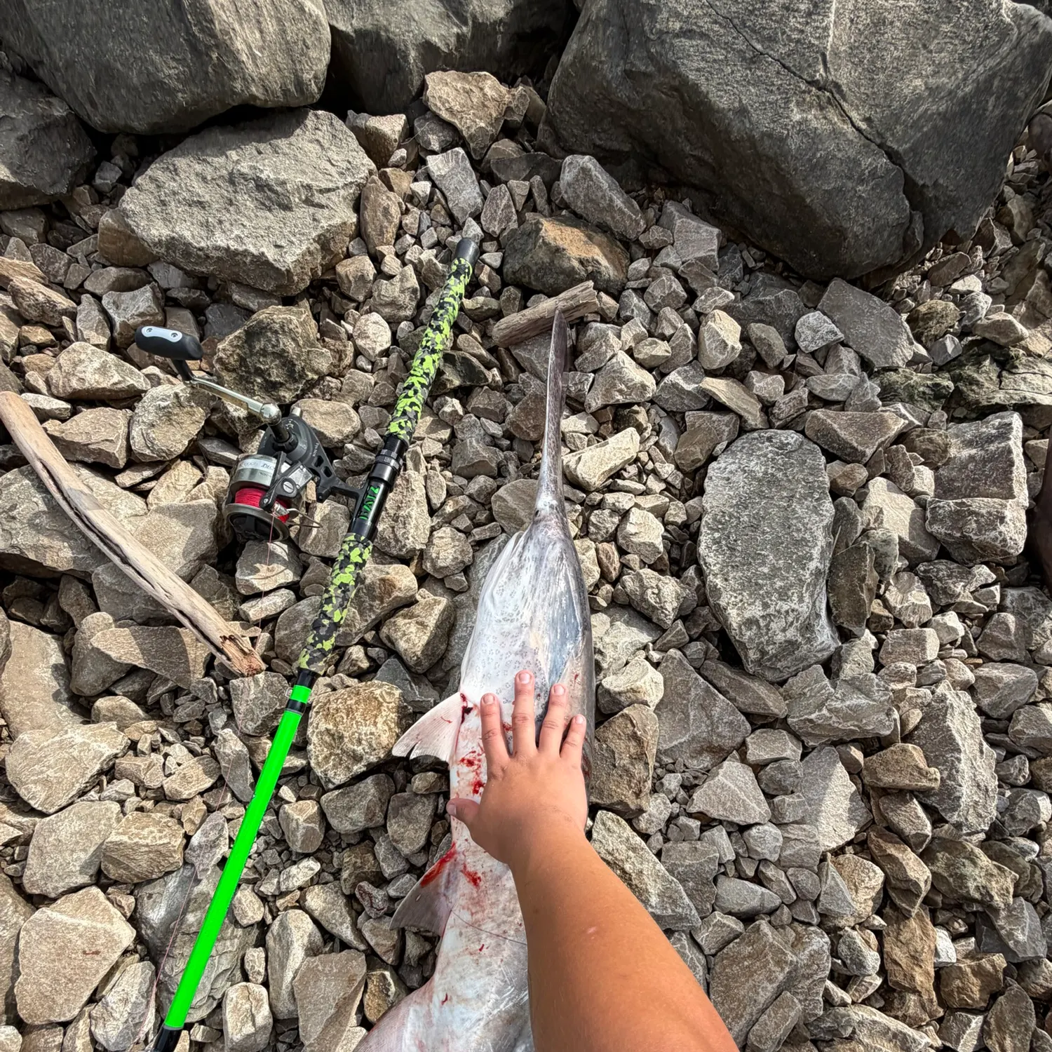 Paddlefish caught on Fishbrain