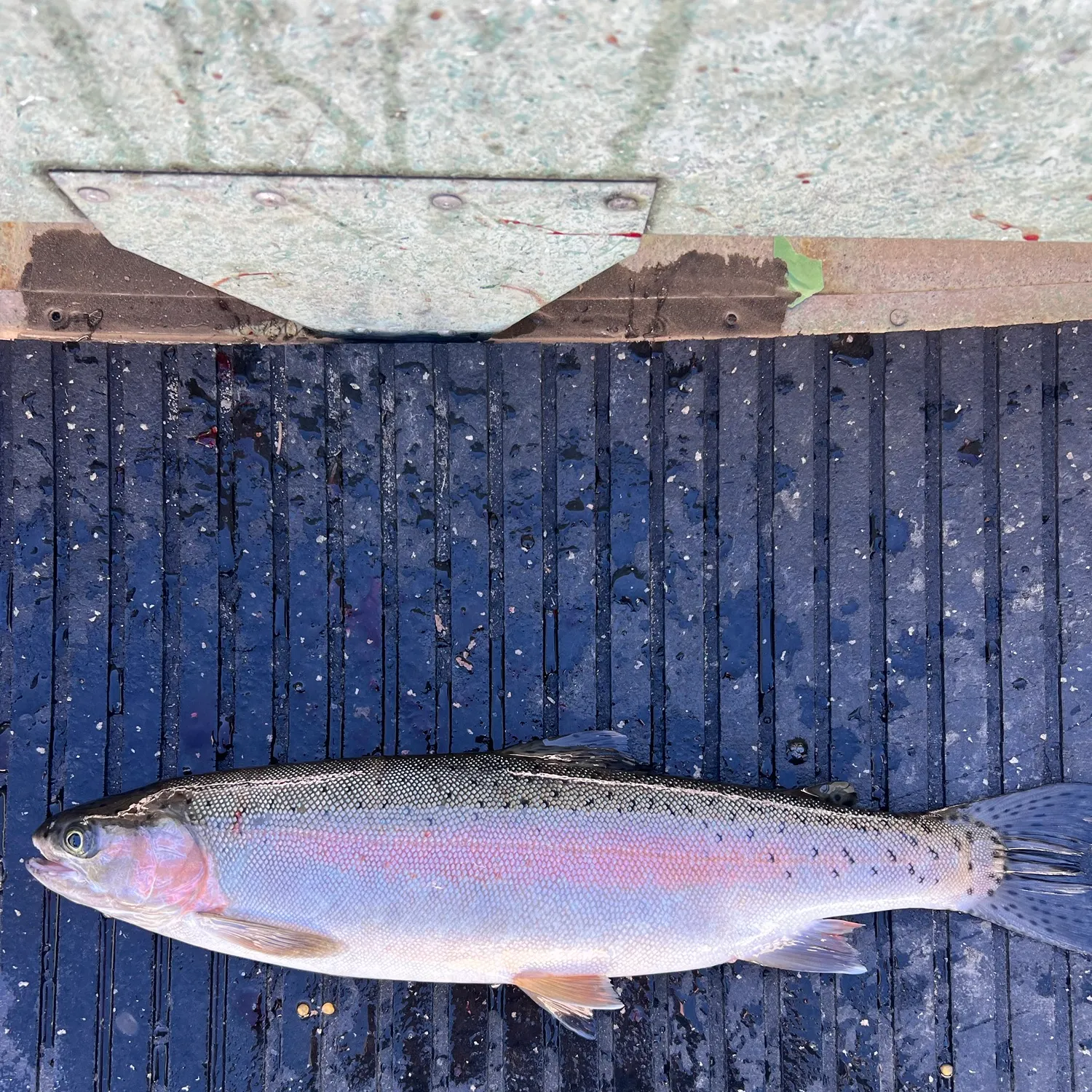 Rainbow trout caught on Fishbrain