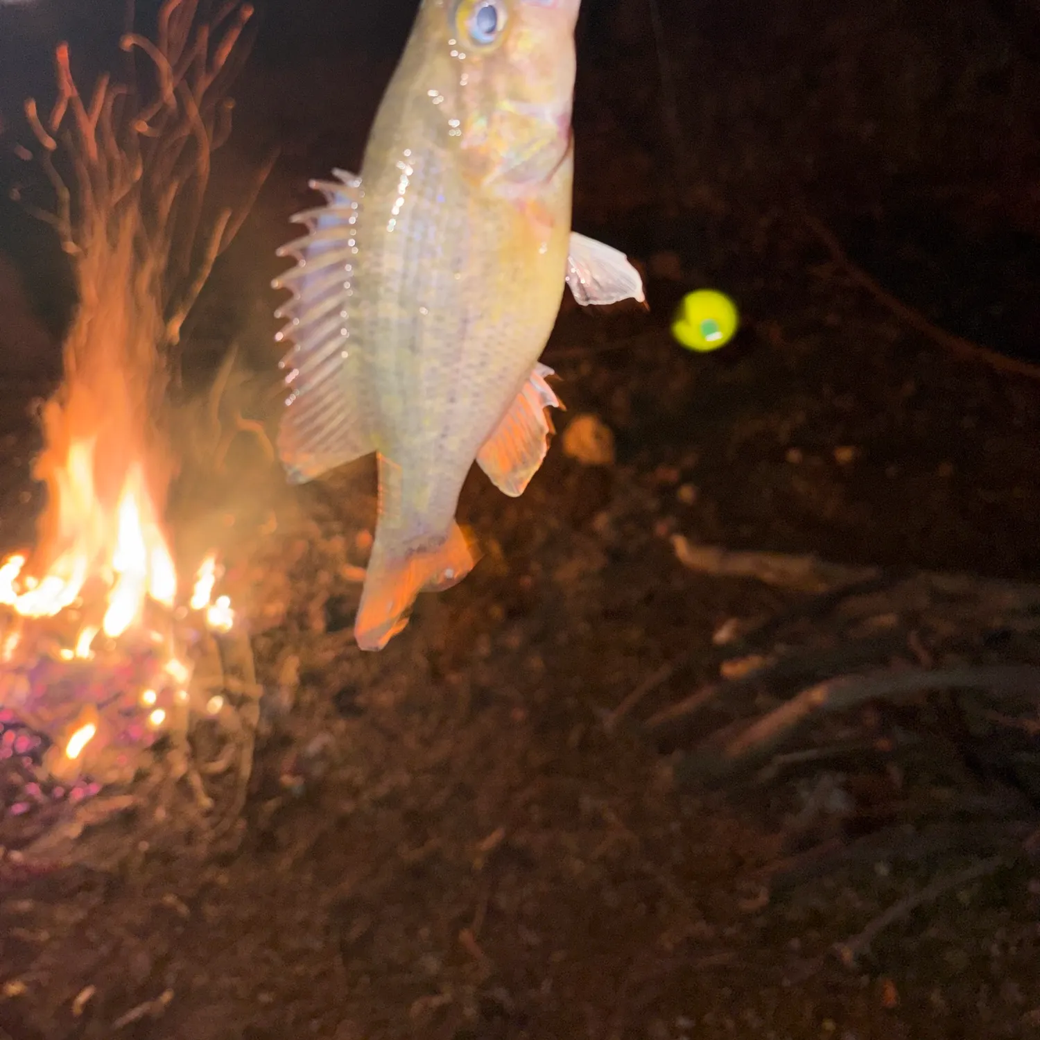 The most recent Warmouth catches on Fishbrain