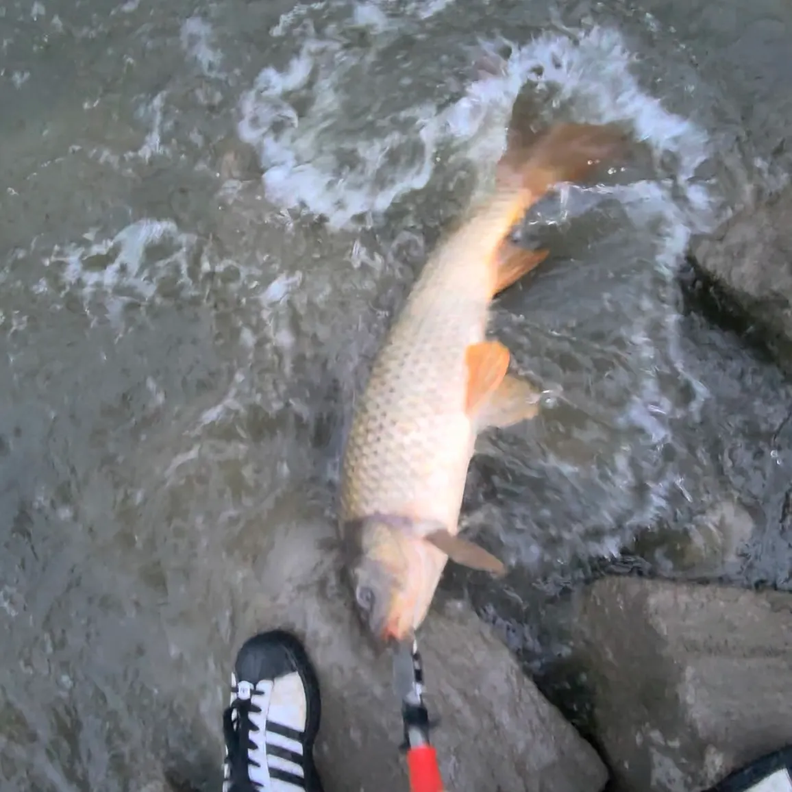 Common carp caught on Fishbrain
