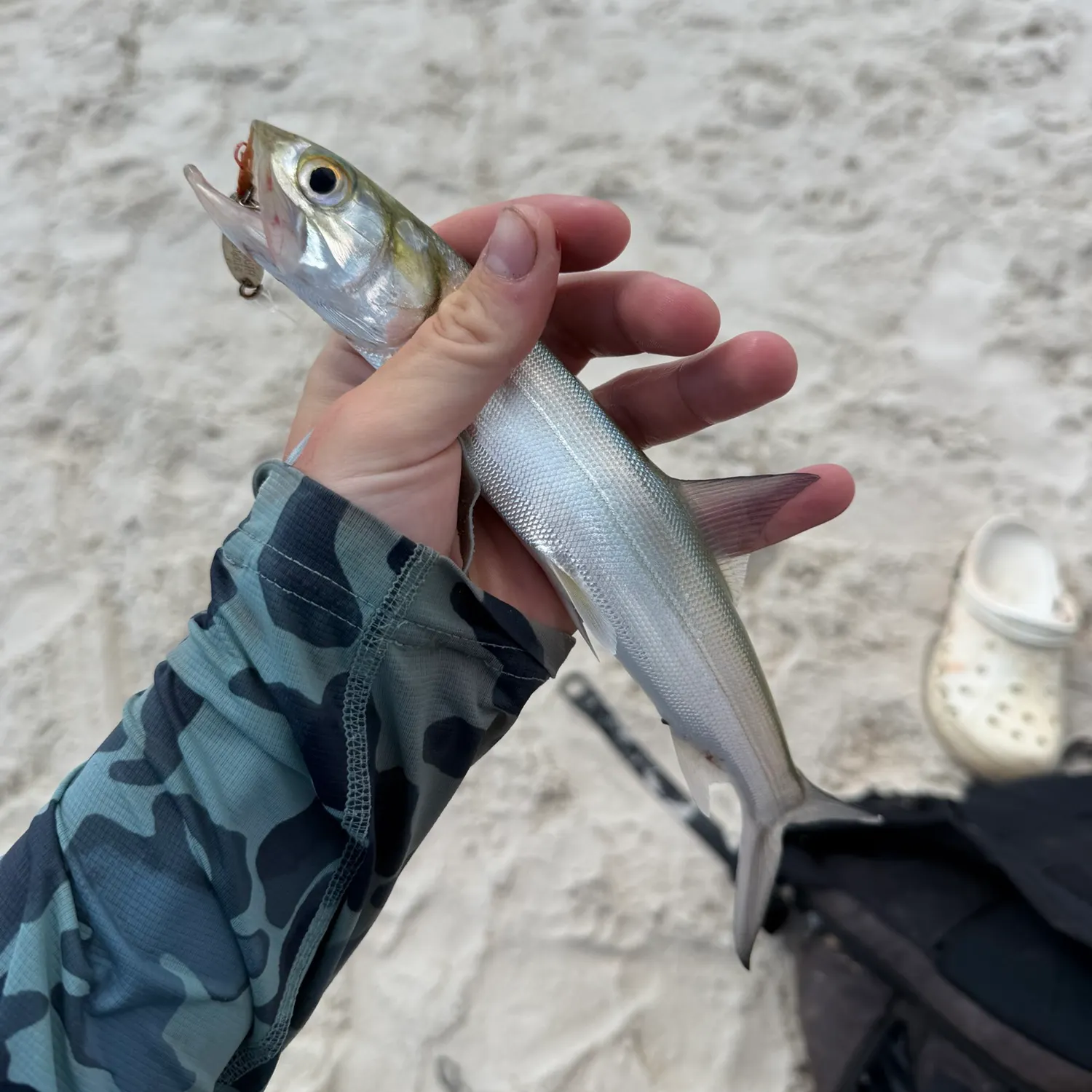 Ladyfish caught on Fishbrain