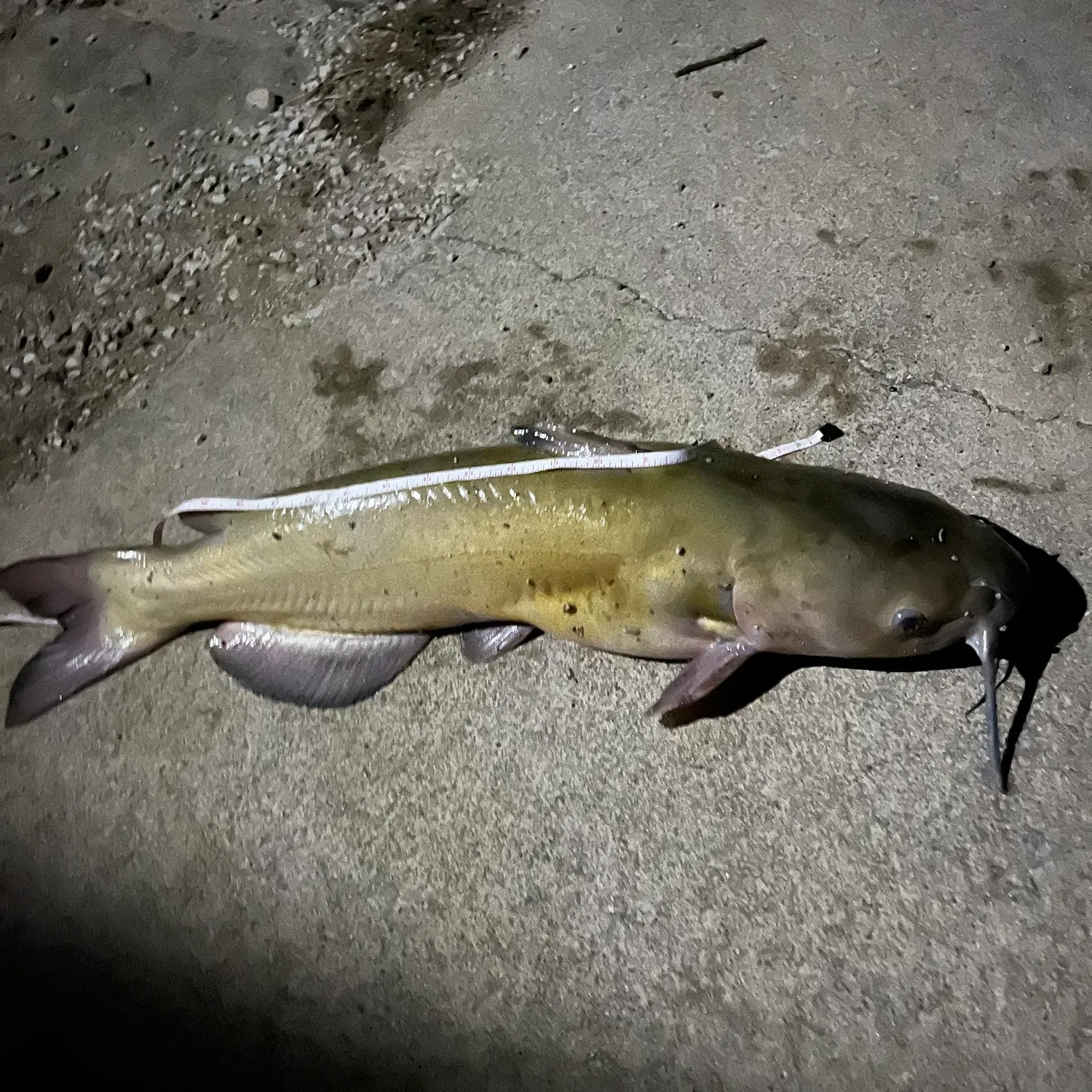 Channel catfish caught on Fishbrain