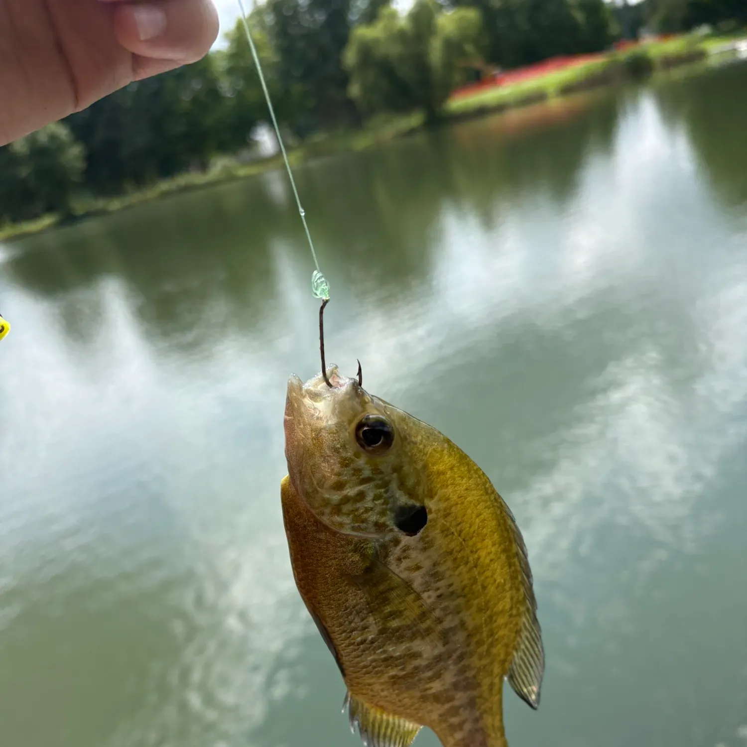 Bluegill caught on Fishbrain