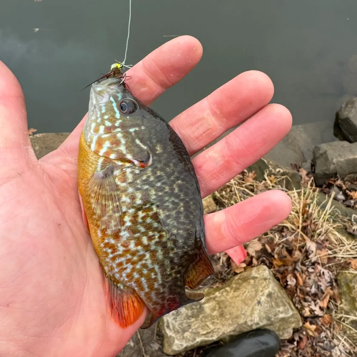 The most recent Pumpkinseed catches on Fishbrain