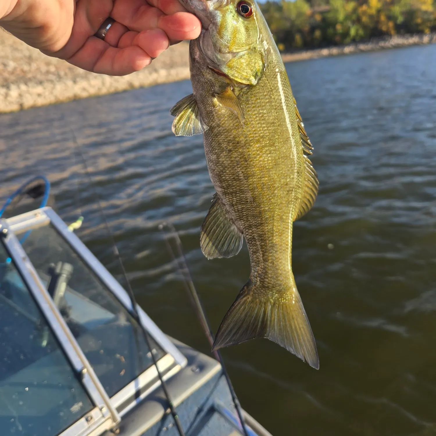 Smallmouth bass caught on Fishbrain
