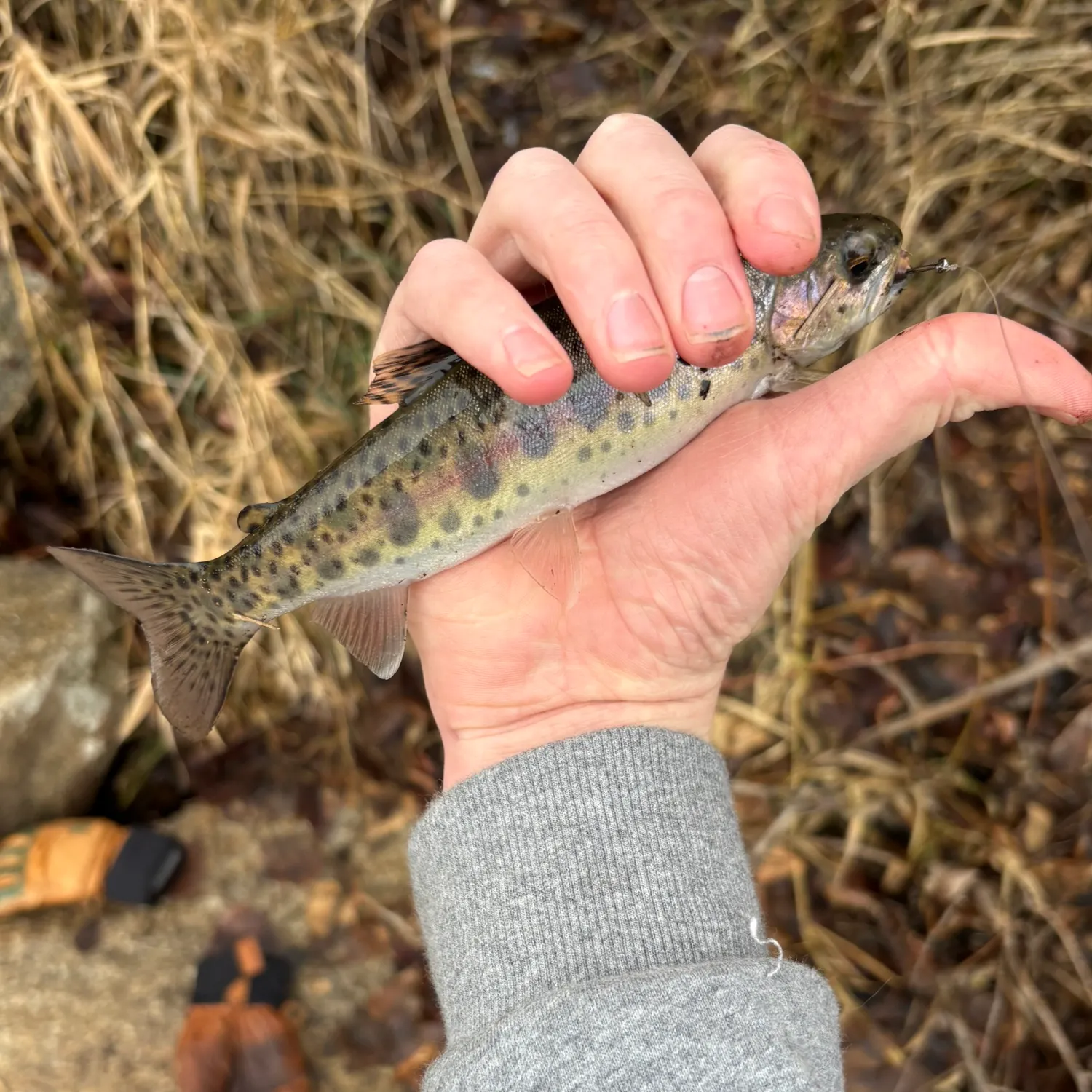 The most recent Golden trout catches on Fishbrain