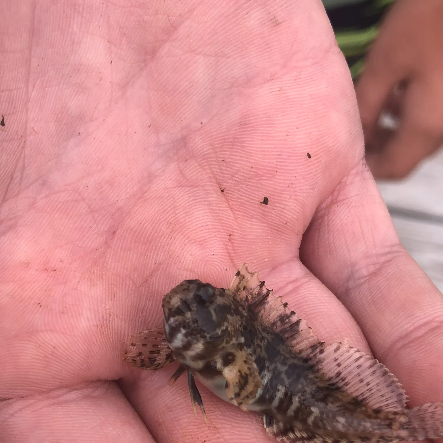The most recent Feather blenny catches on Fishbrain