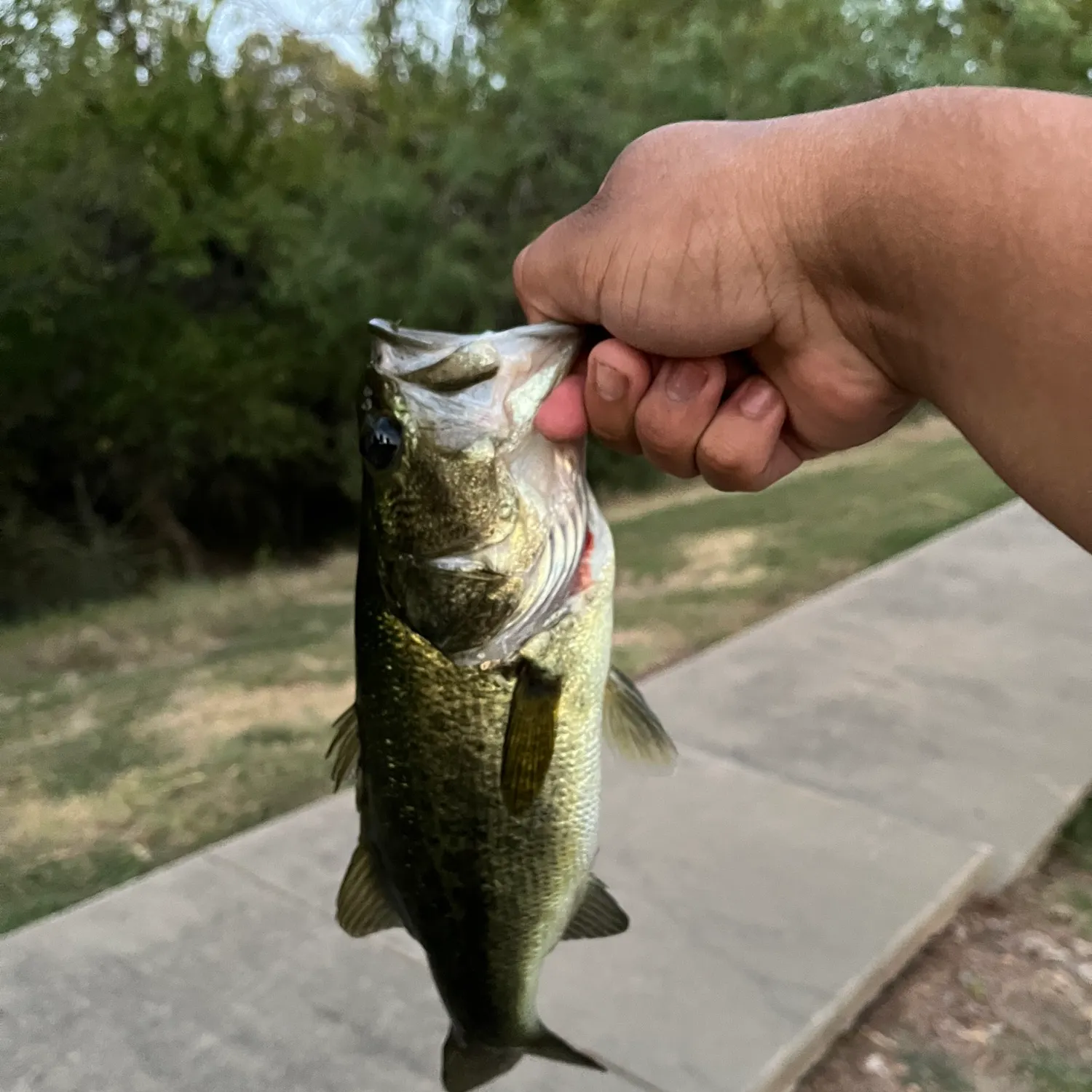 Largemouth bass caught on Fishbrain