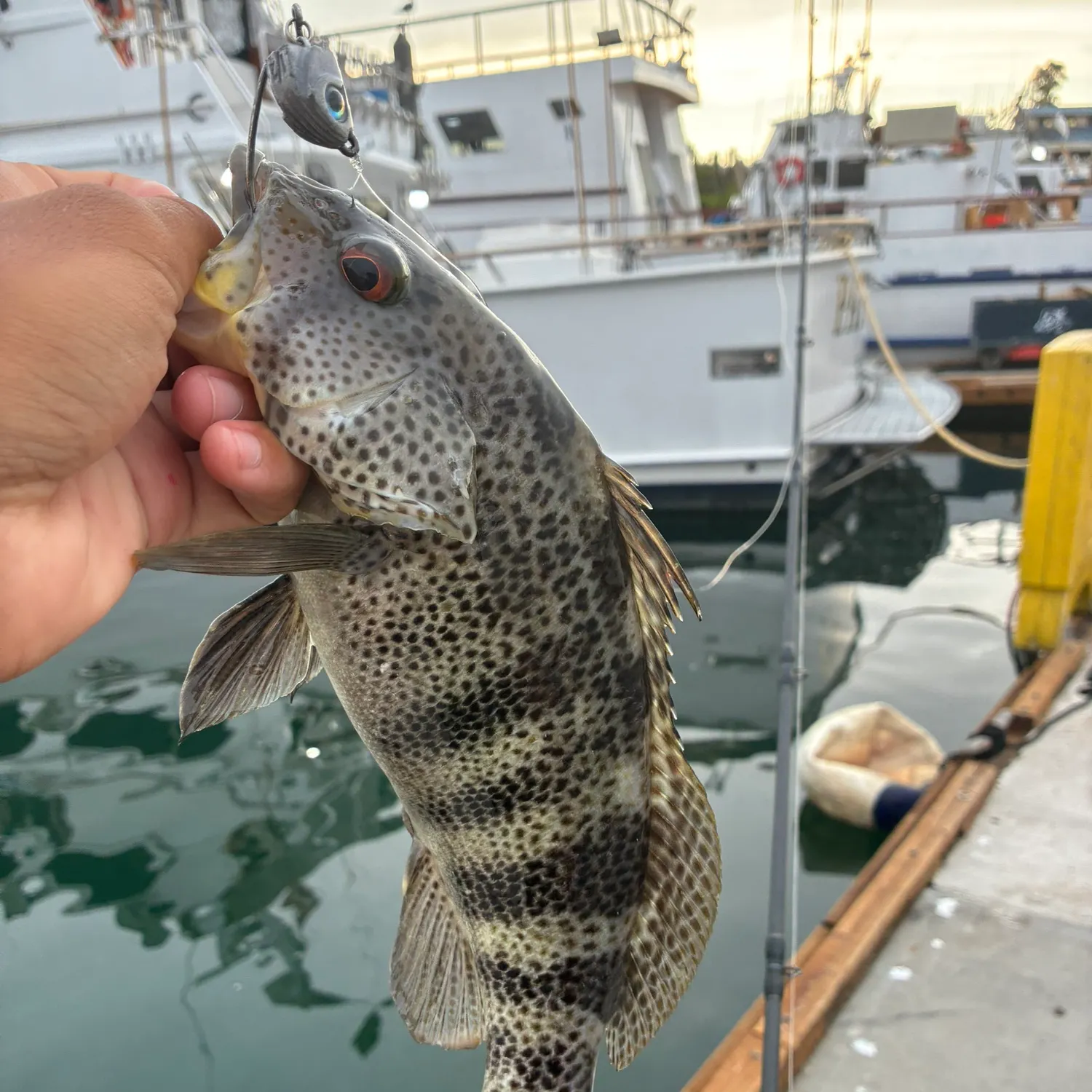 Spotted sand bass caught on Fishbrain