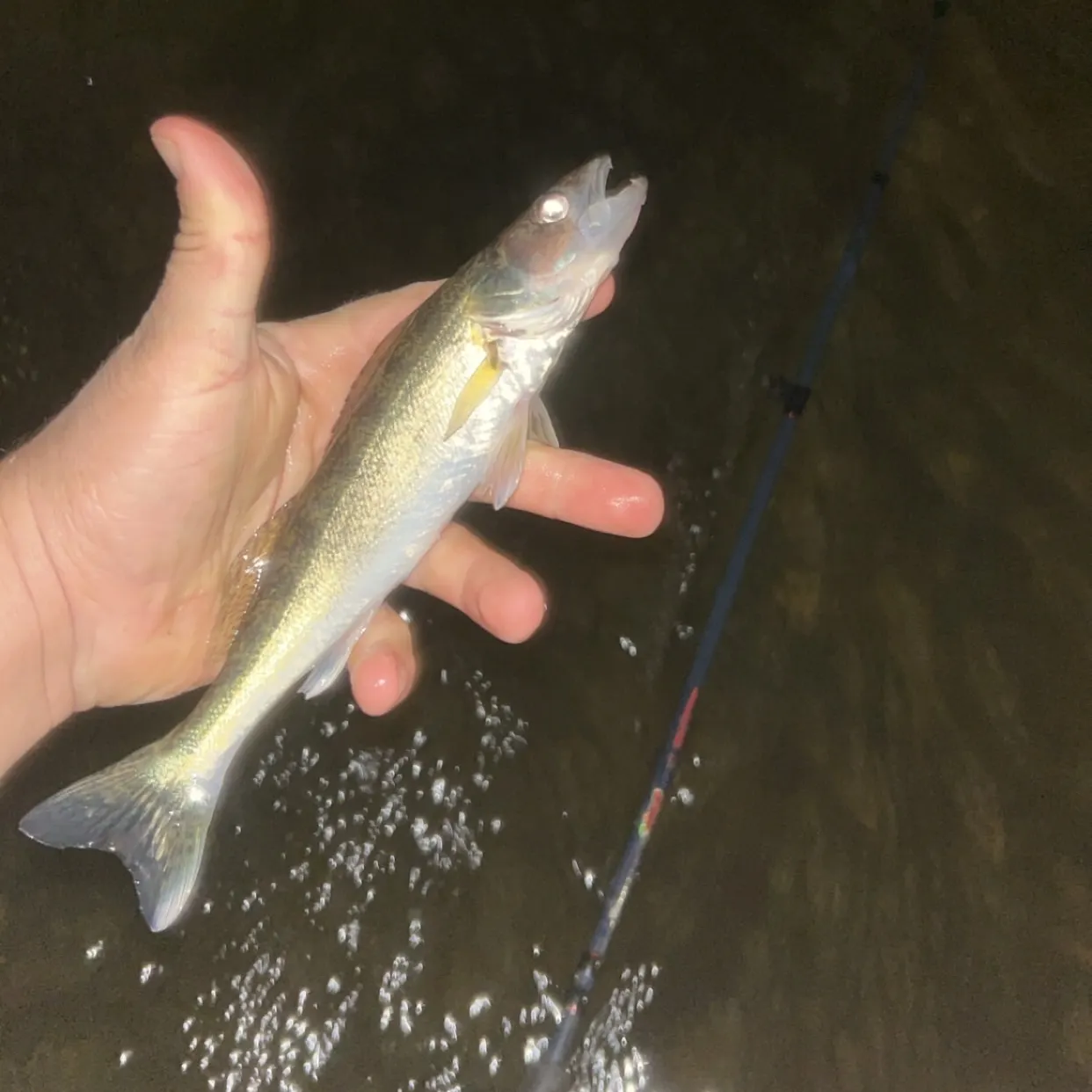 Walleye caught on Fishbrain