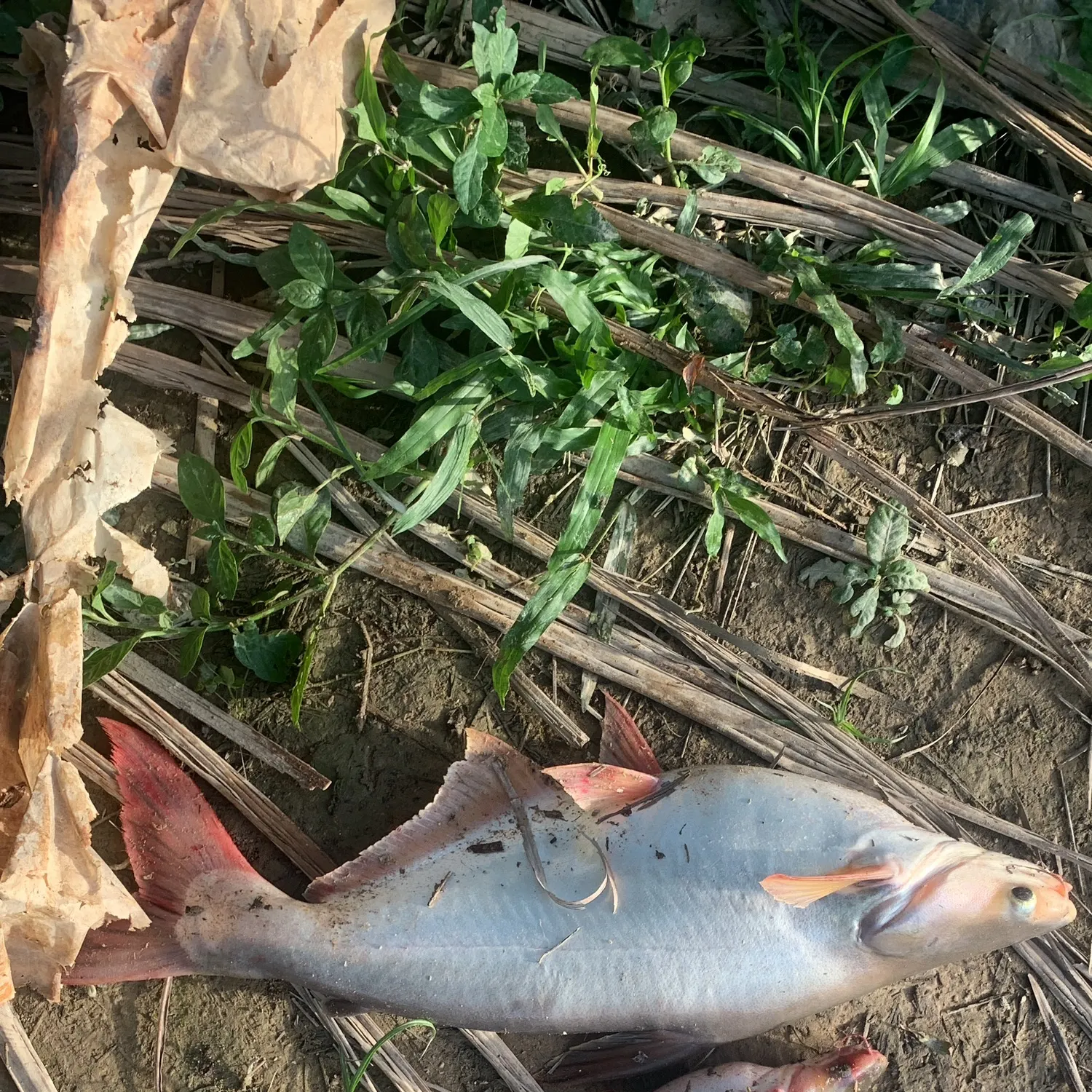 The most recent Yellowtail catfish catches on Fishbrain