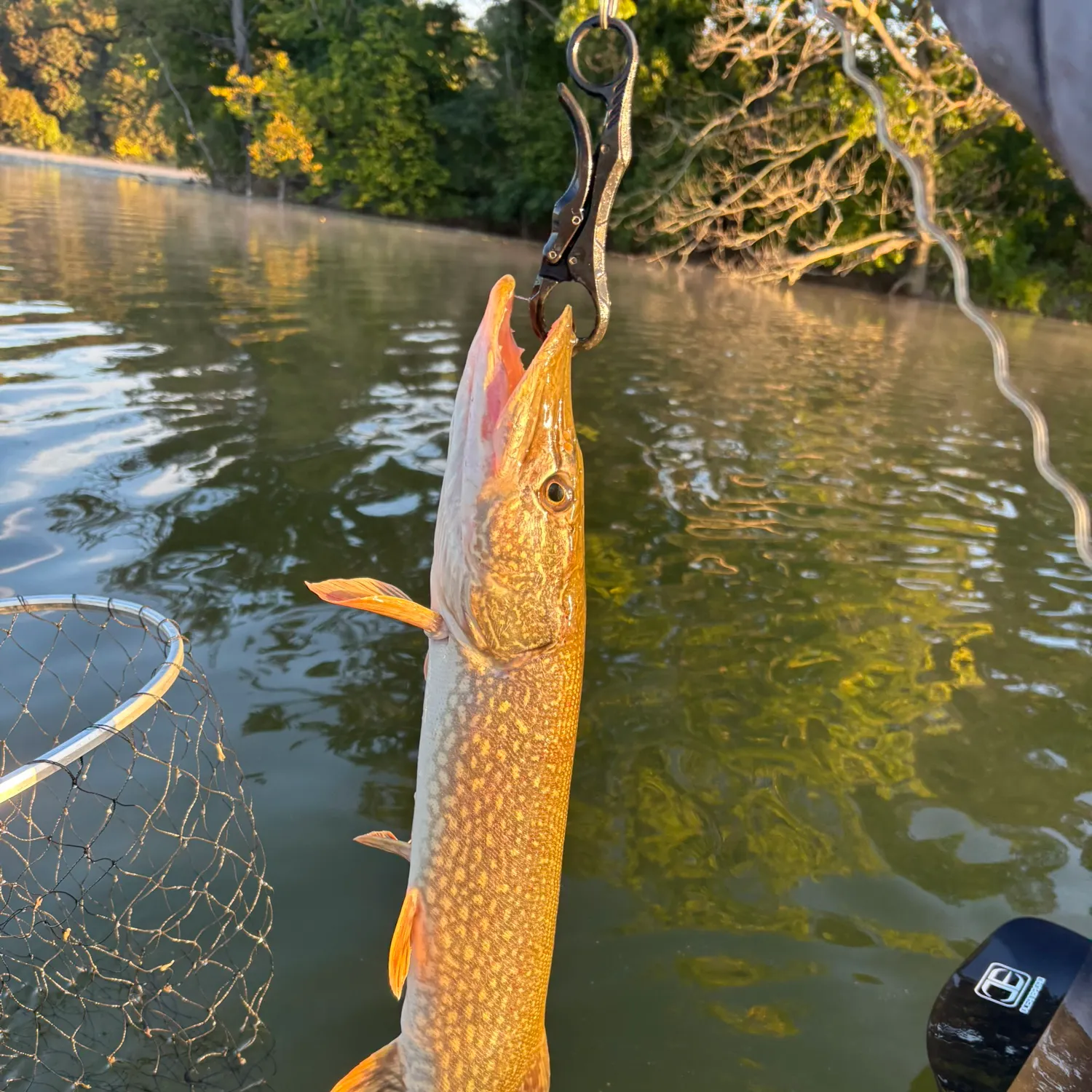 Northern pike caught on Fishbrain