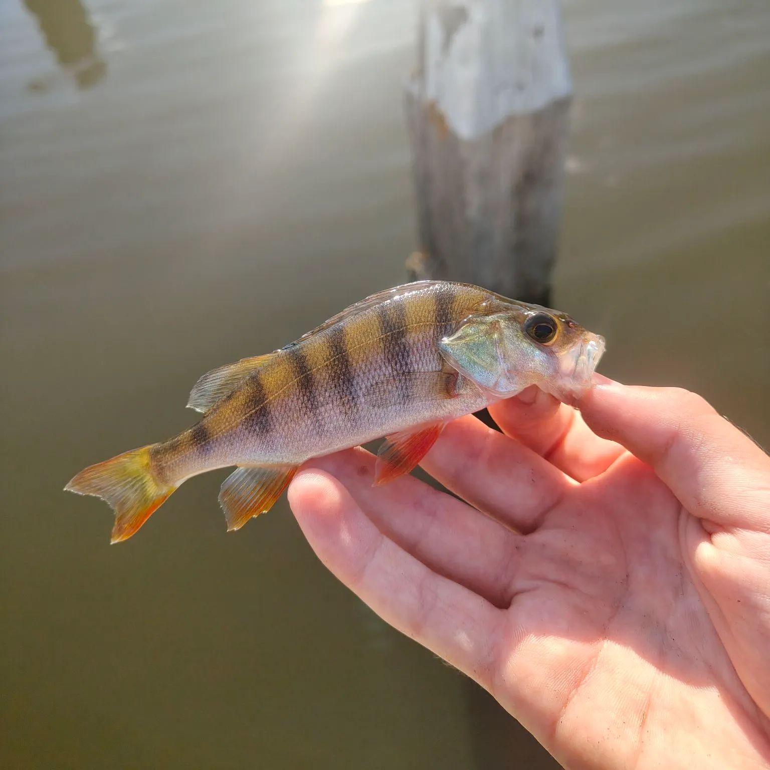 European perch caught on Fishbrain