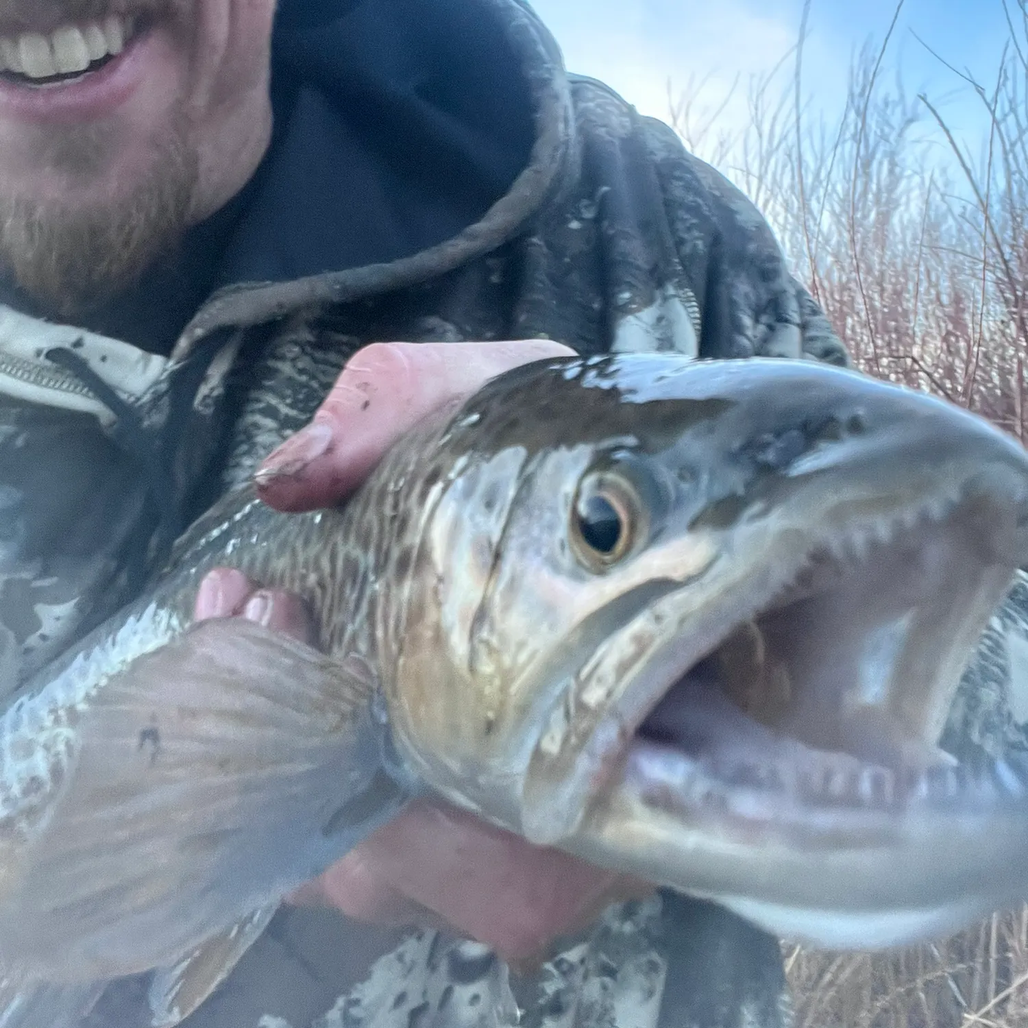 The most recent Tiger trout catches on Fishbrain