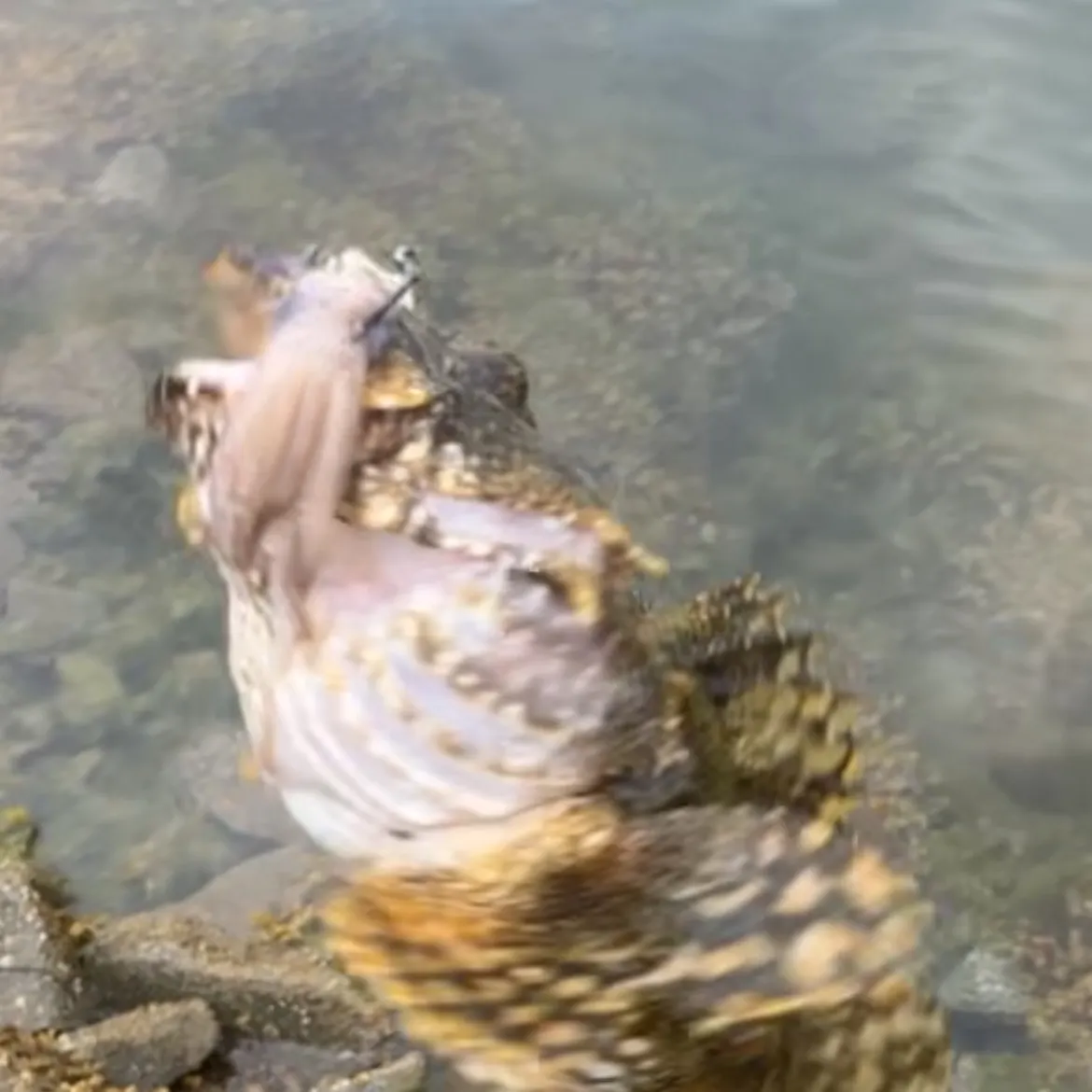 The most recent Lingcod catches on Fishbrain