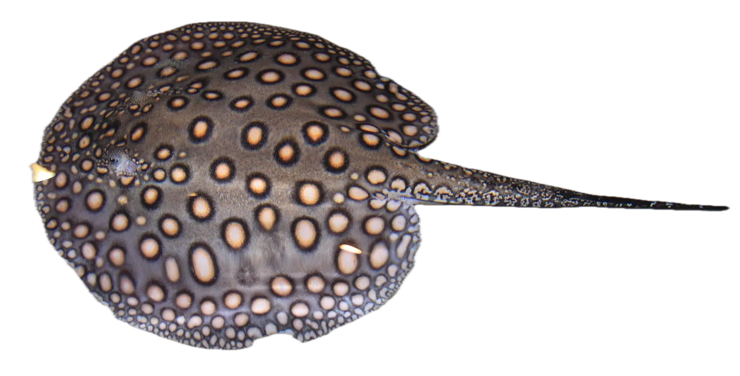 Ocellate river stingray