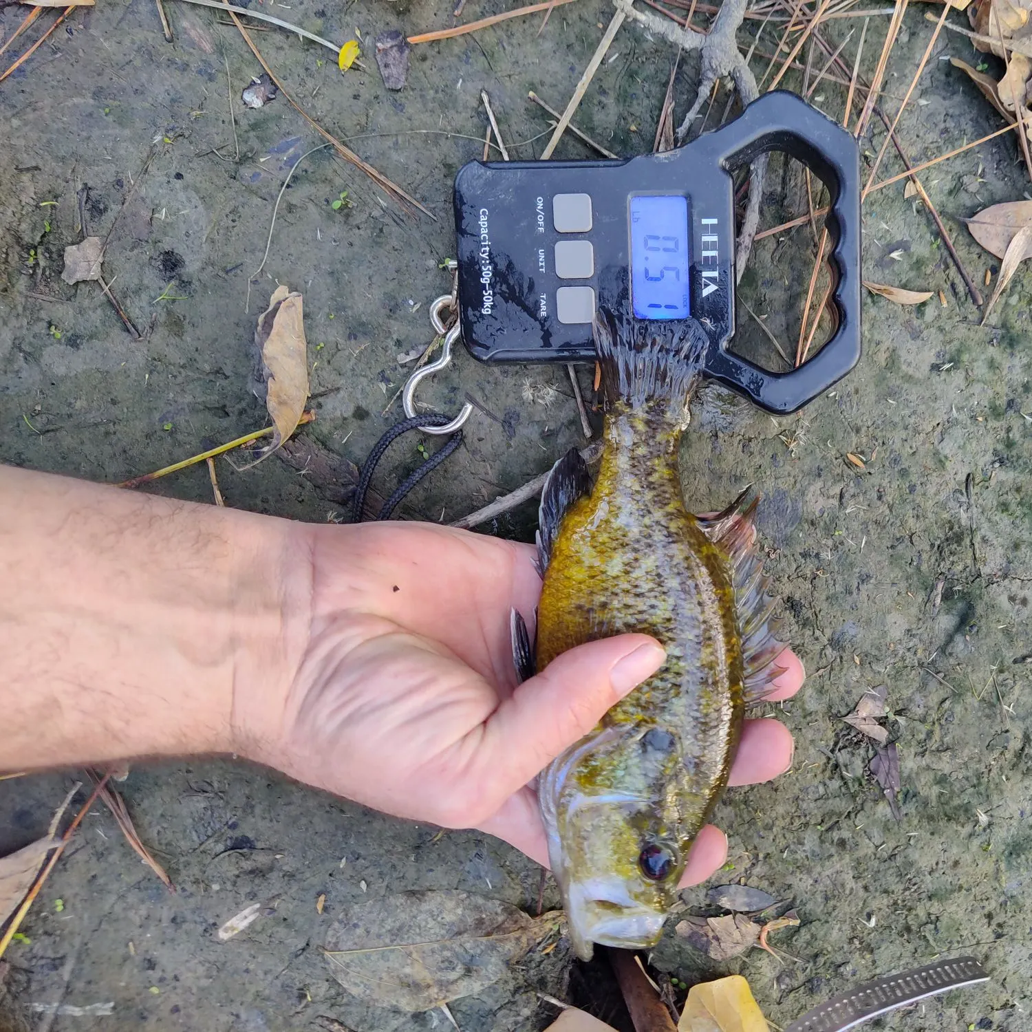 The most recent Warmouth catches on Fishbrain